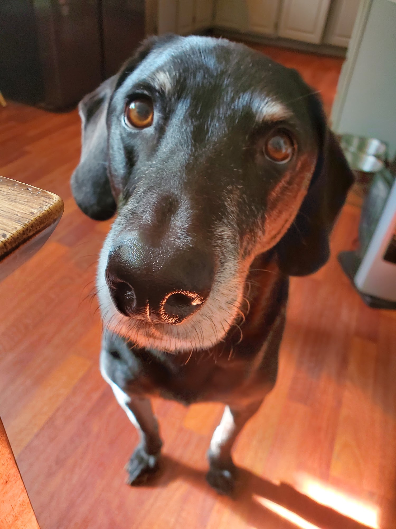 A Country Pup Pet Spa Hampstead