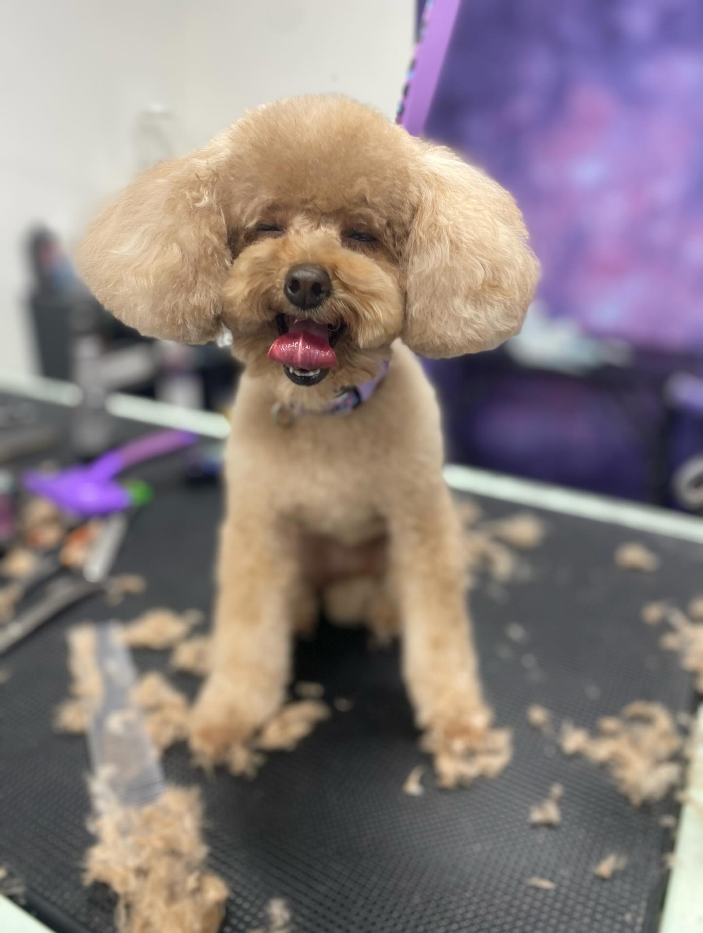 Pawesome Palace Hanover