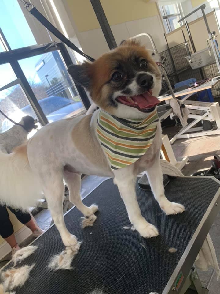 Pawesome Palace Hanover