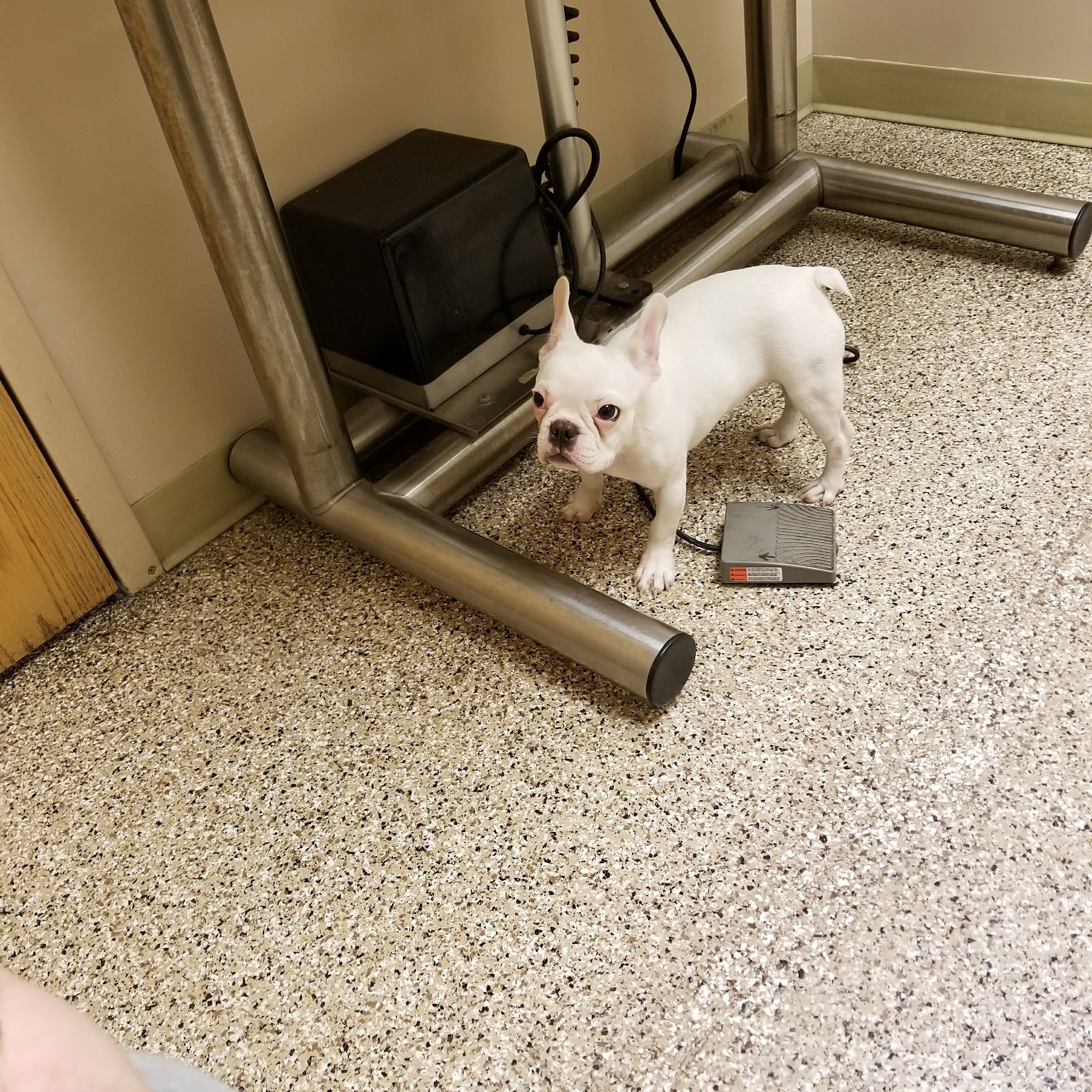 Swan Creek Veterinary Clinic Havre de Grace