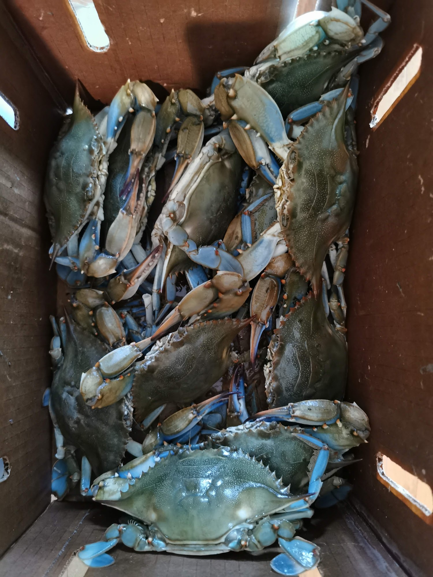 Mikes LIVE Crabs TFL1591 ***LIVE CRABS ONLY*** Menu