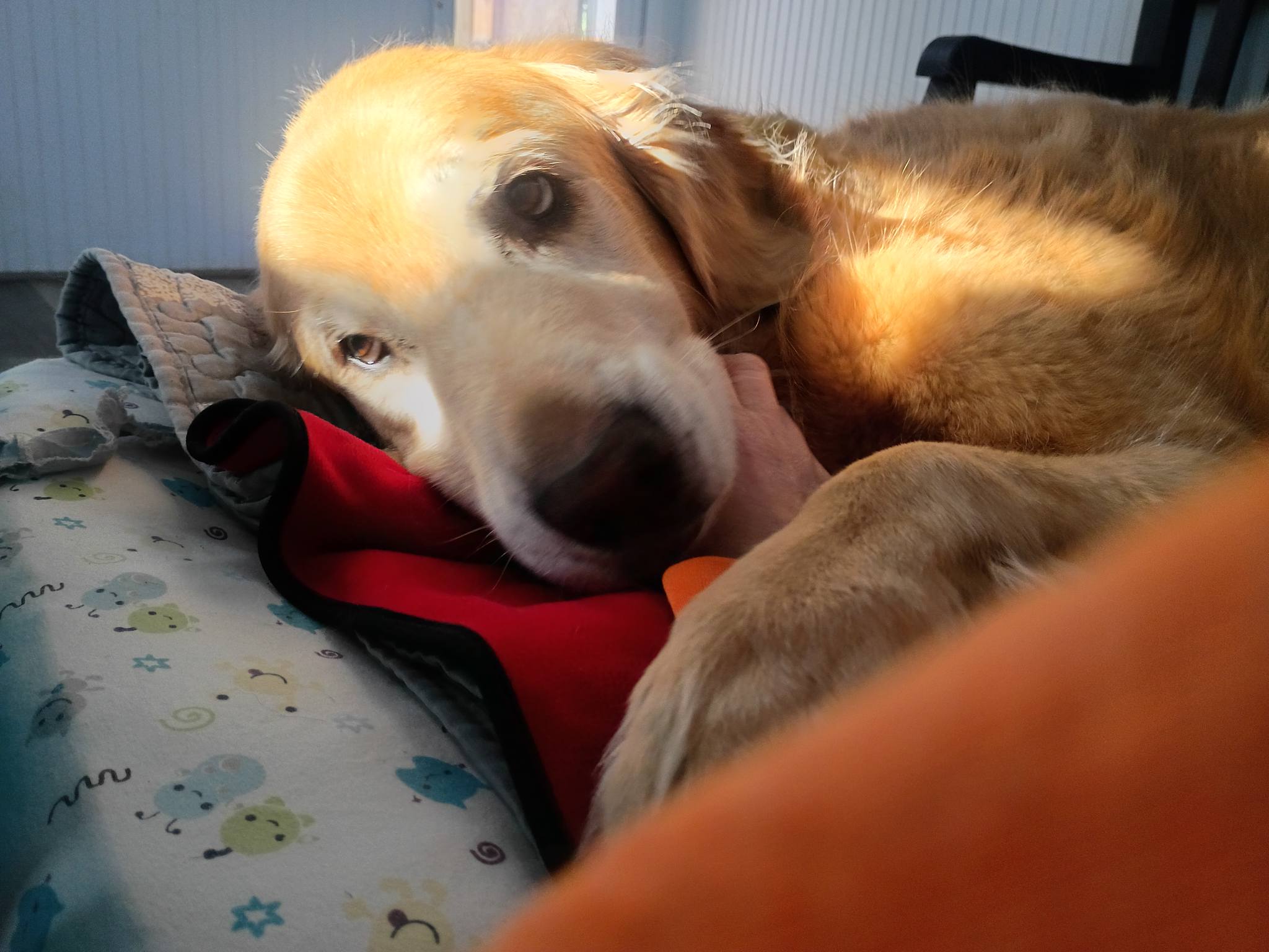 Chesapeake Pet Resort and Day Spa Hollywood