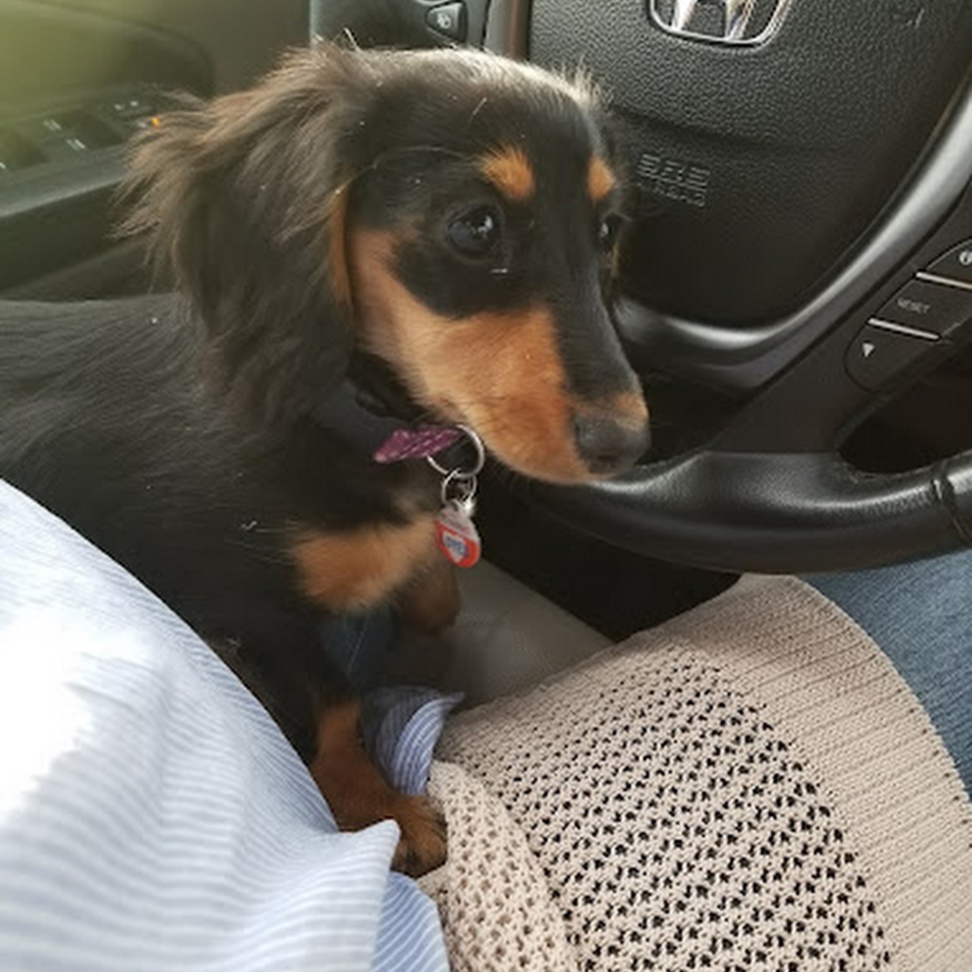 Shelley's Pet Boutique Hollywood