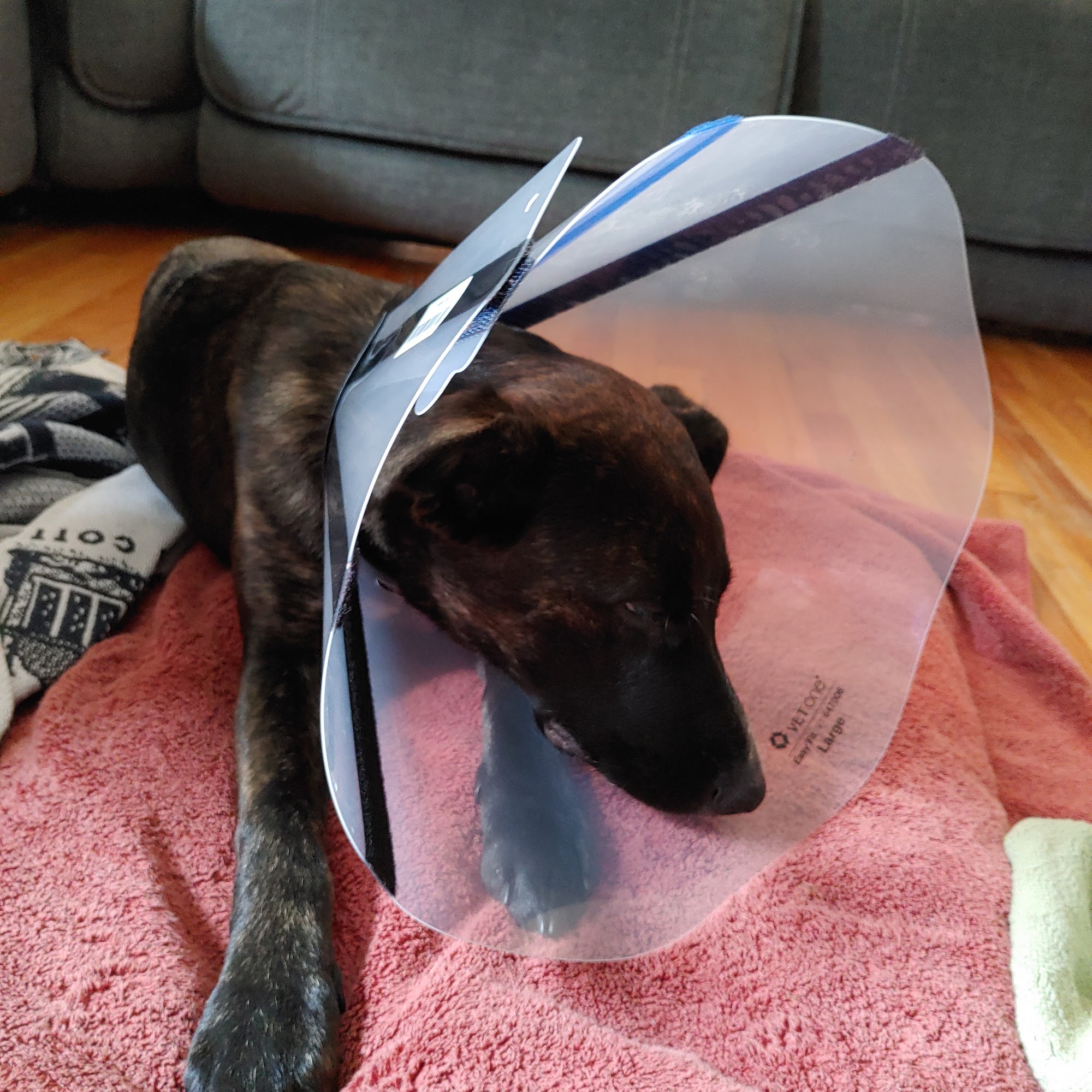 Calvert Well Pet Clinic Huntingtown