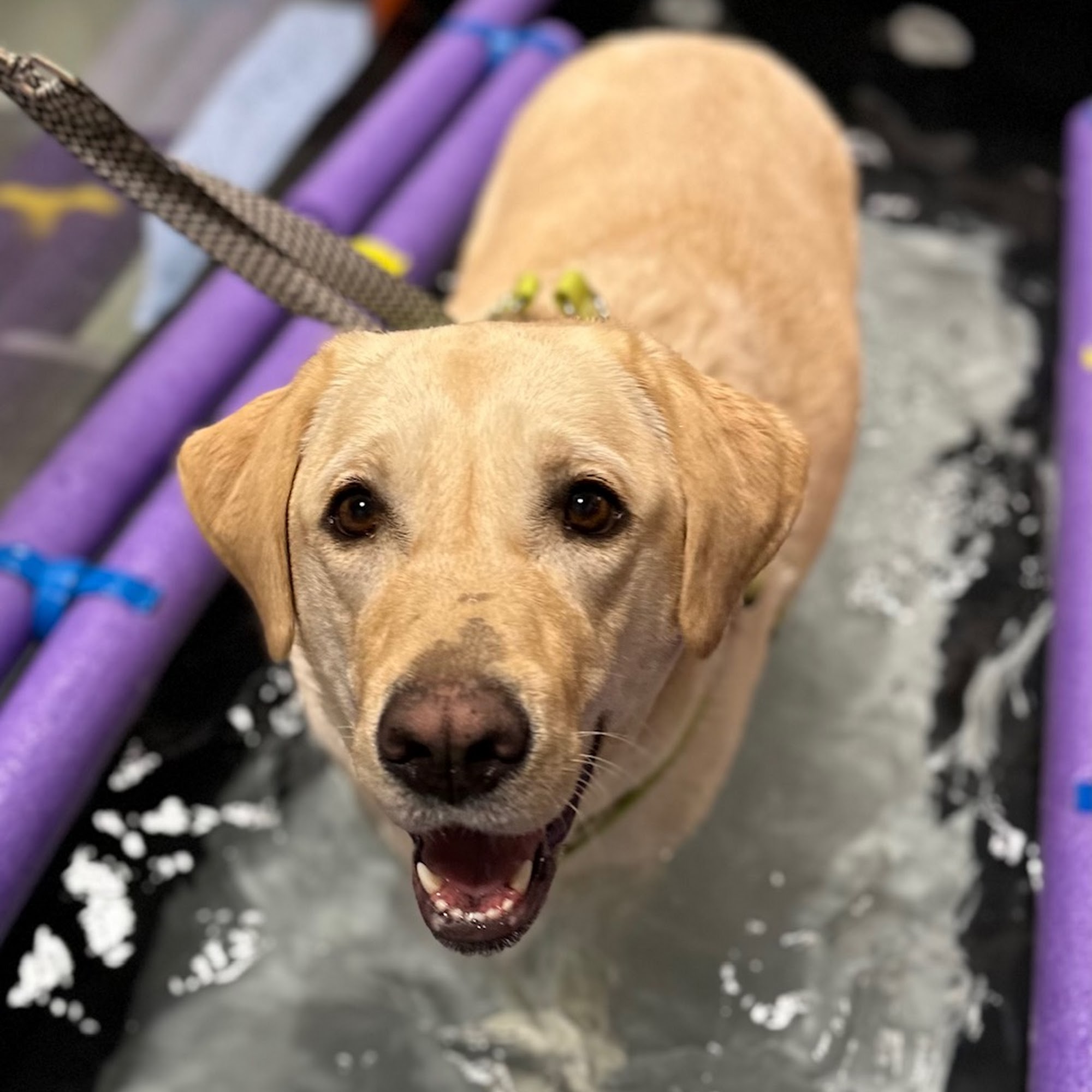 Mid-Atlantic Animal Specialty Hospital Huntingtown