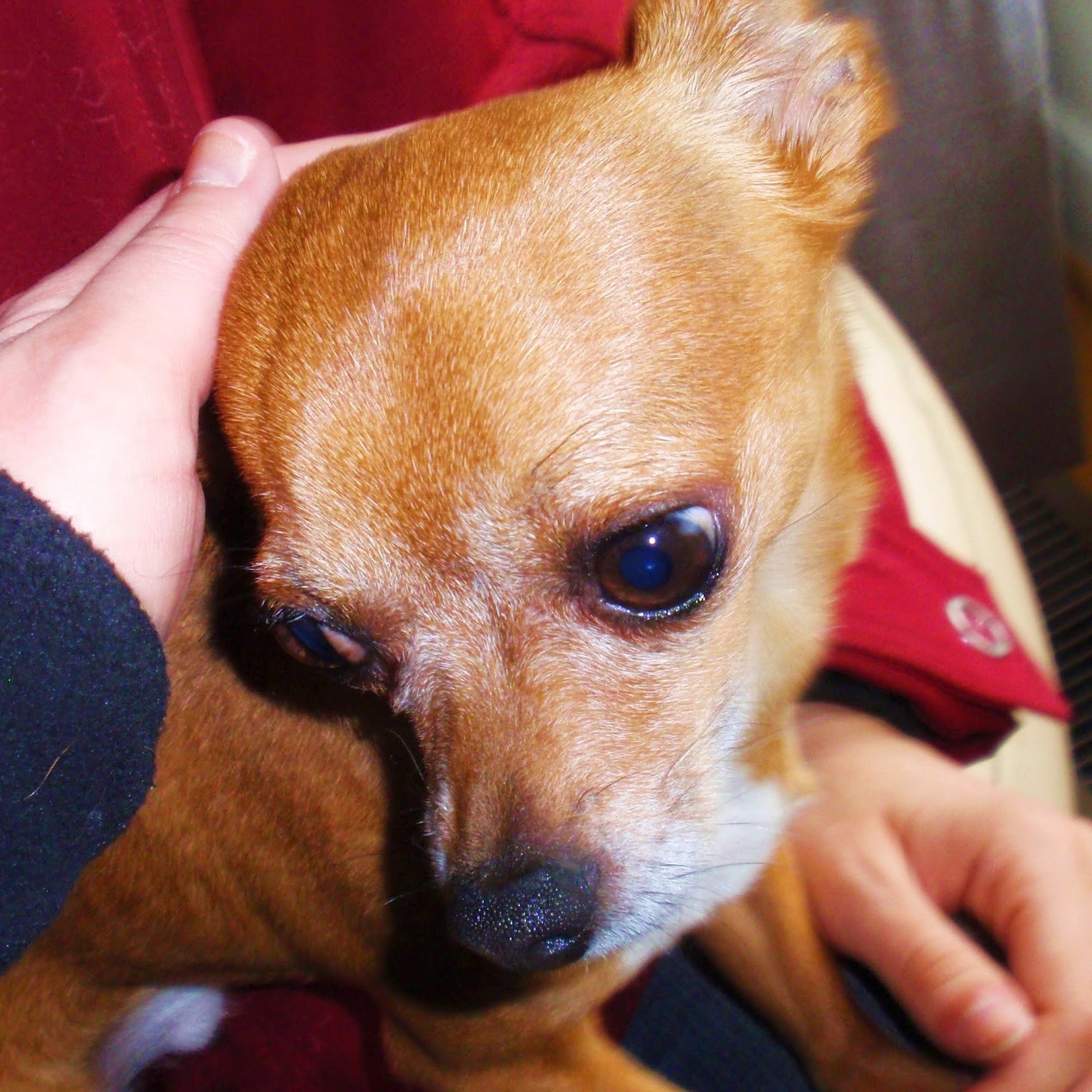 C-PUP Pet Sitting & Dog Walking Hyattsville