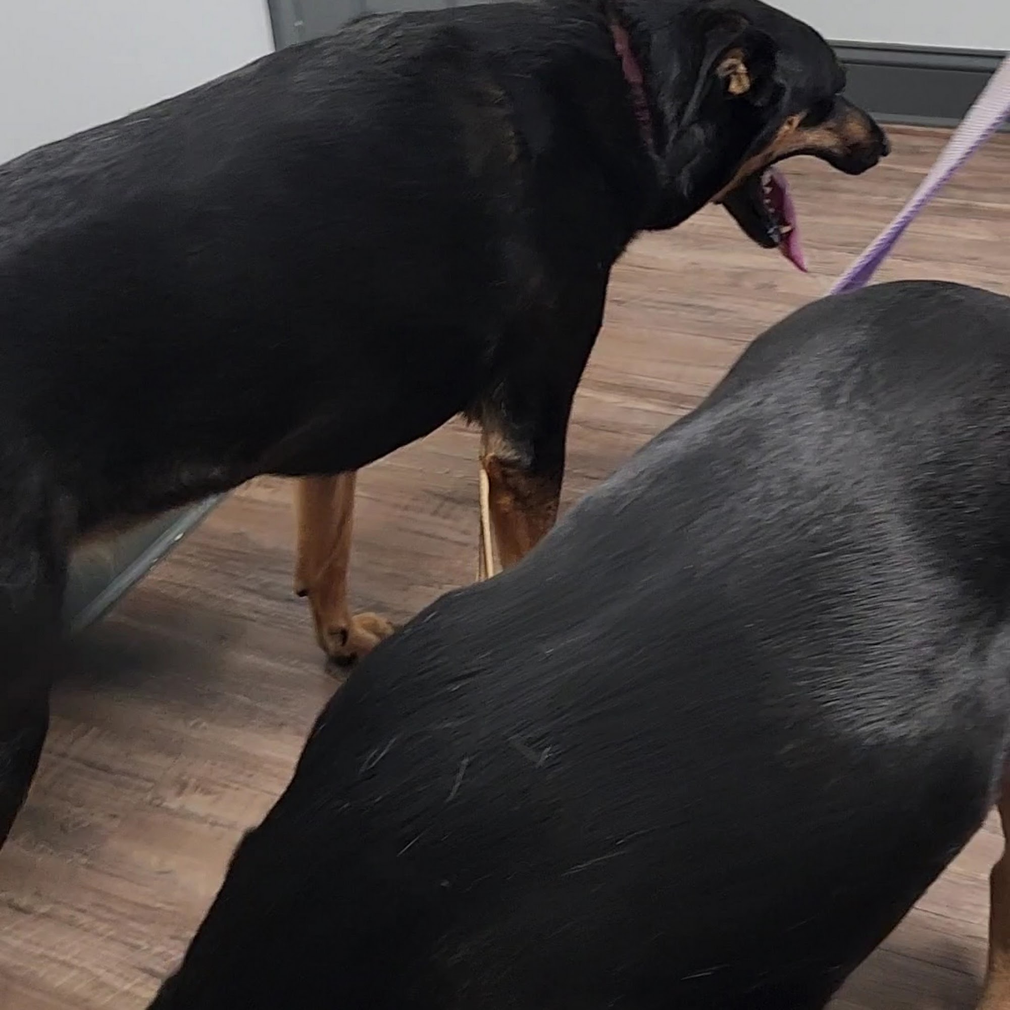 Potomac Animal Wellness Services (PAWS) Indian Head