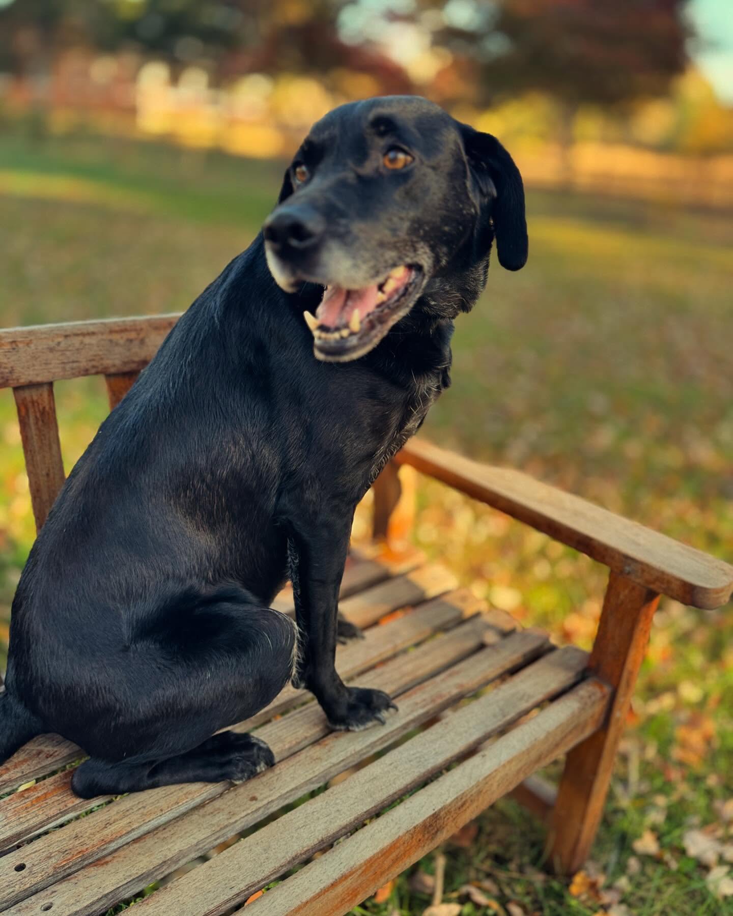 Five Pups Dog Daycare & Boarding Indian Head