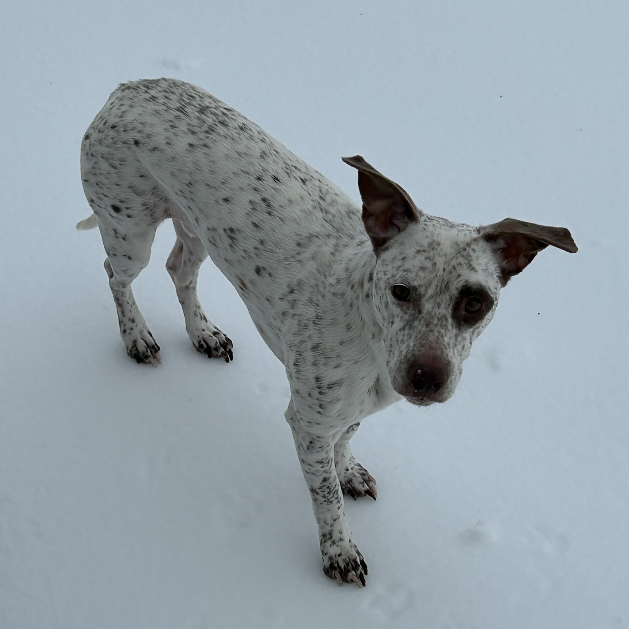 Jefferson Veterinary Hospital Jefferson