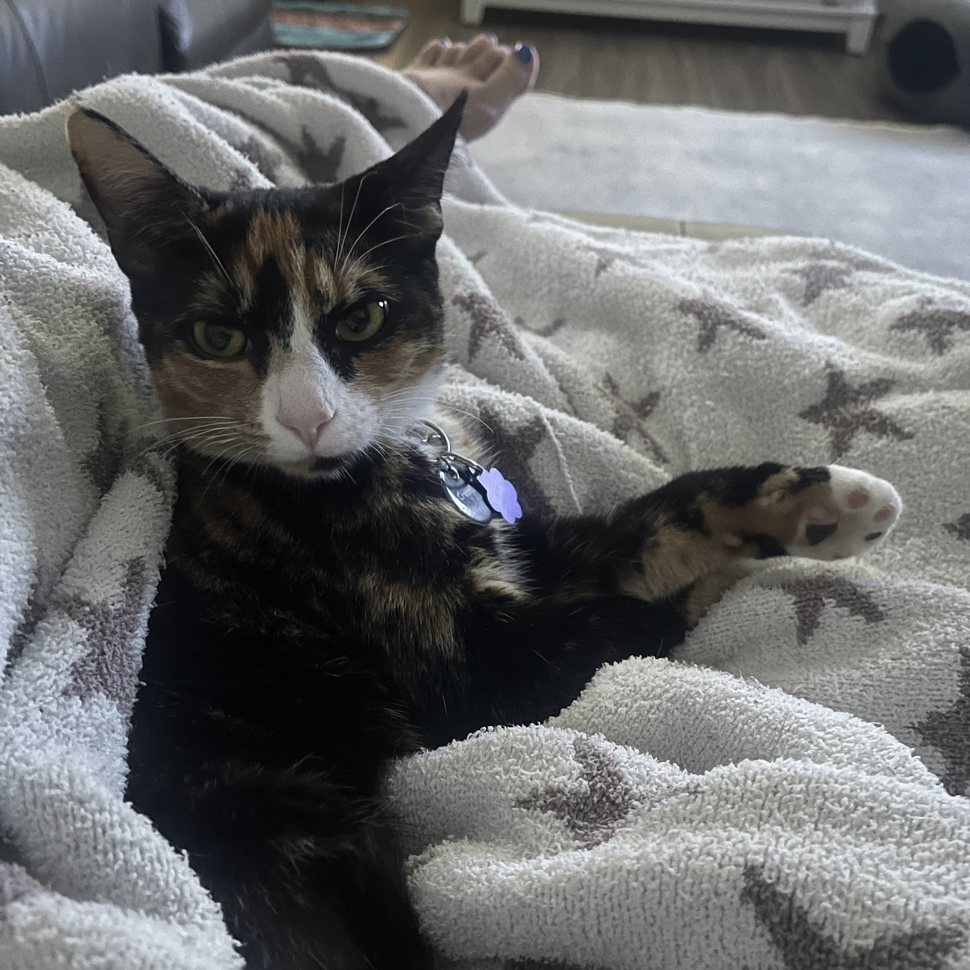 Animal Care Center & Pet Resort Joppatowne