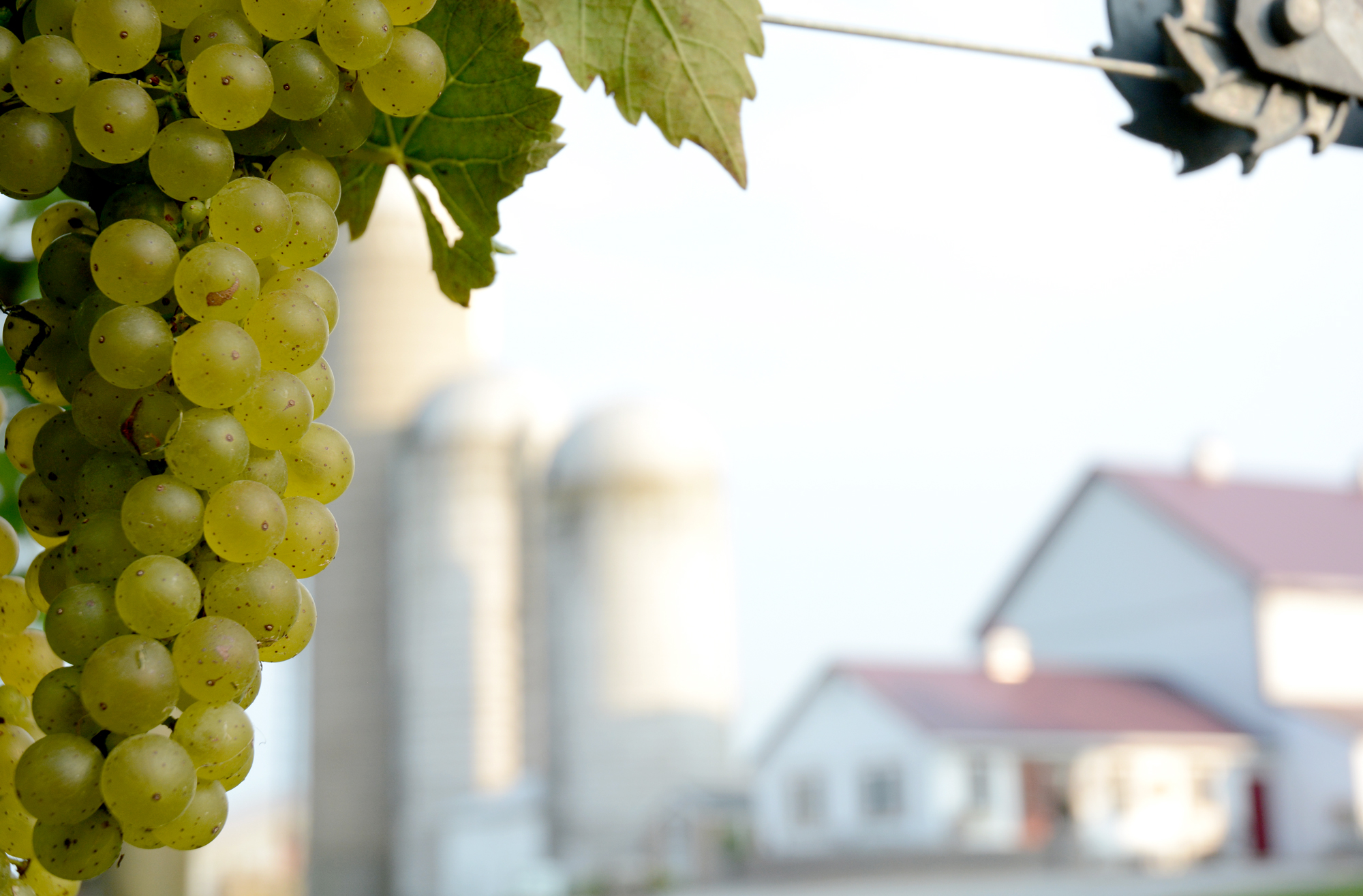 Crow Vineyard & Winery Menu