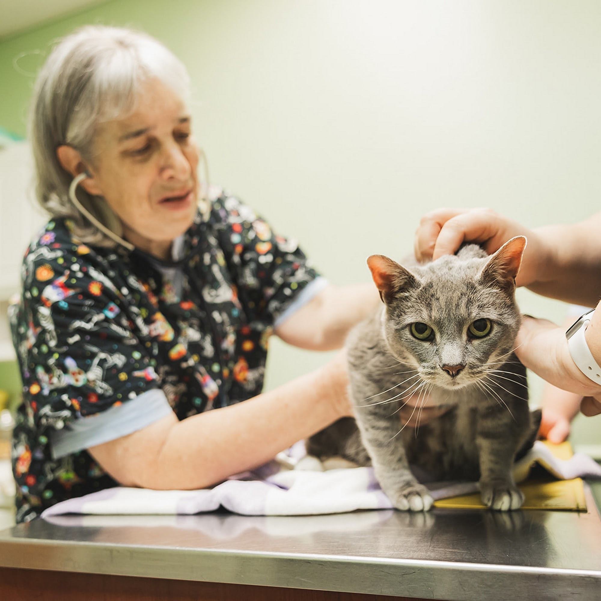 Wheaton Animal Hospital Kensington