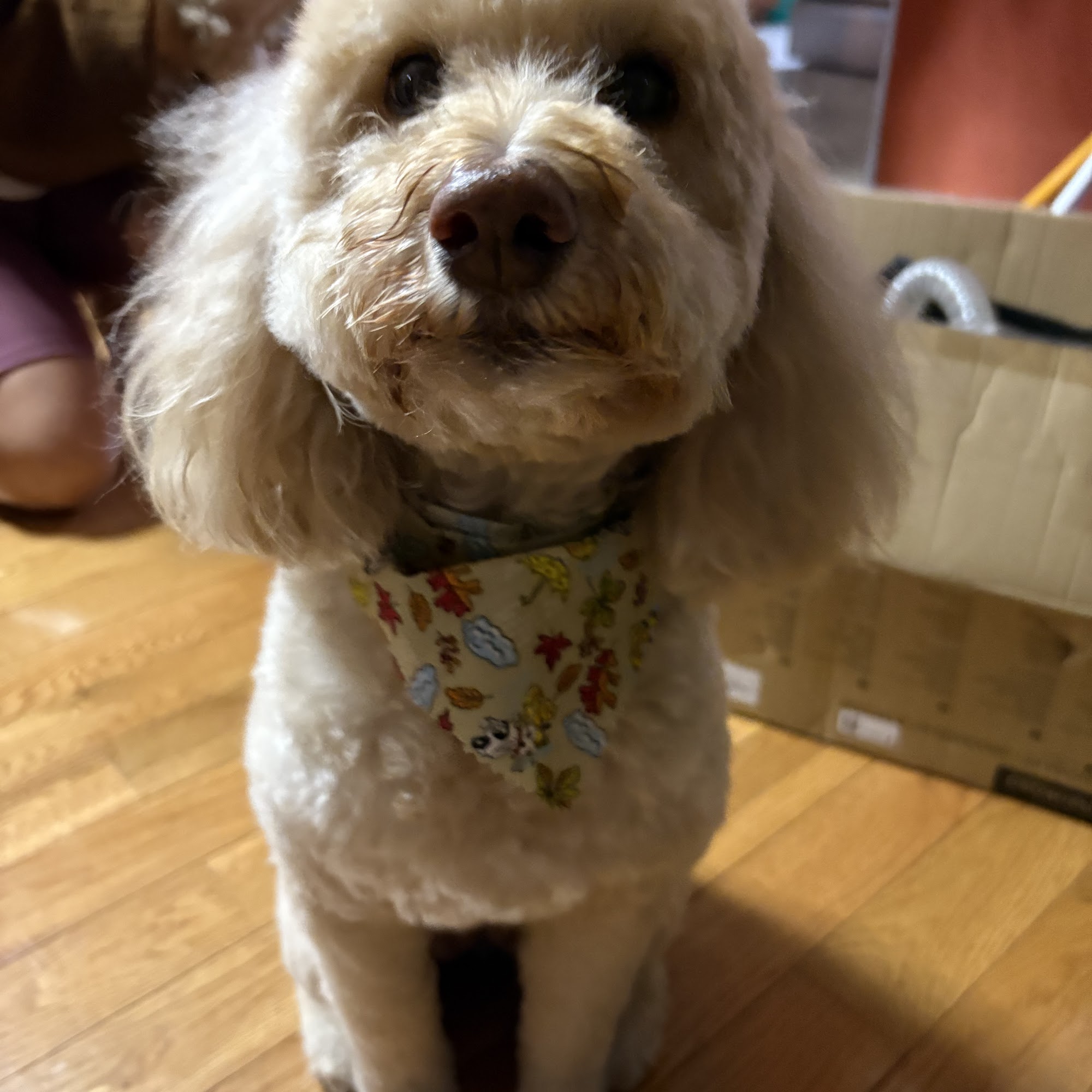 Canine Design Inc Kensington