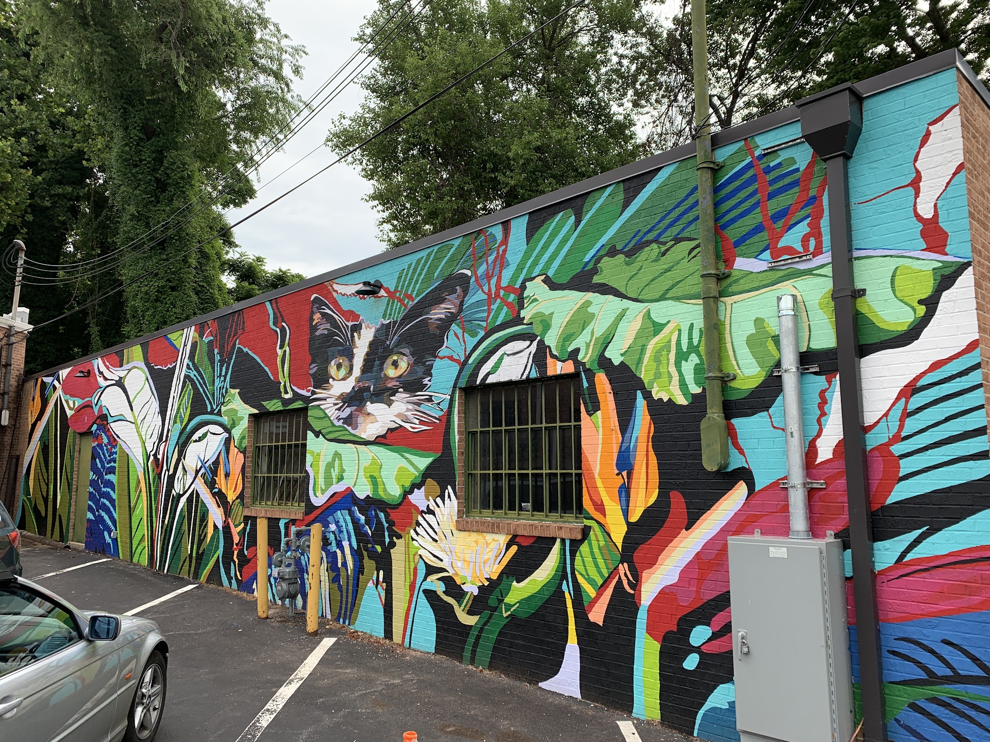 BabyCat Brewery Kensington