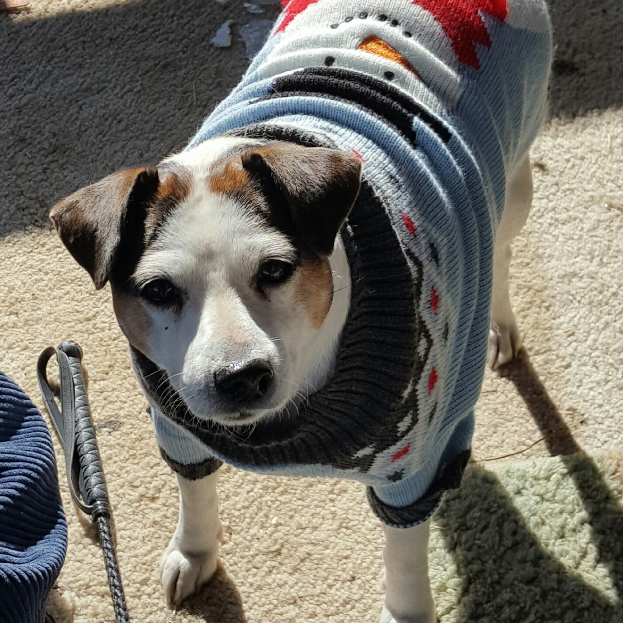 Animal Clinic of La Plata La Plata