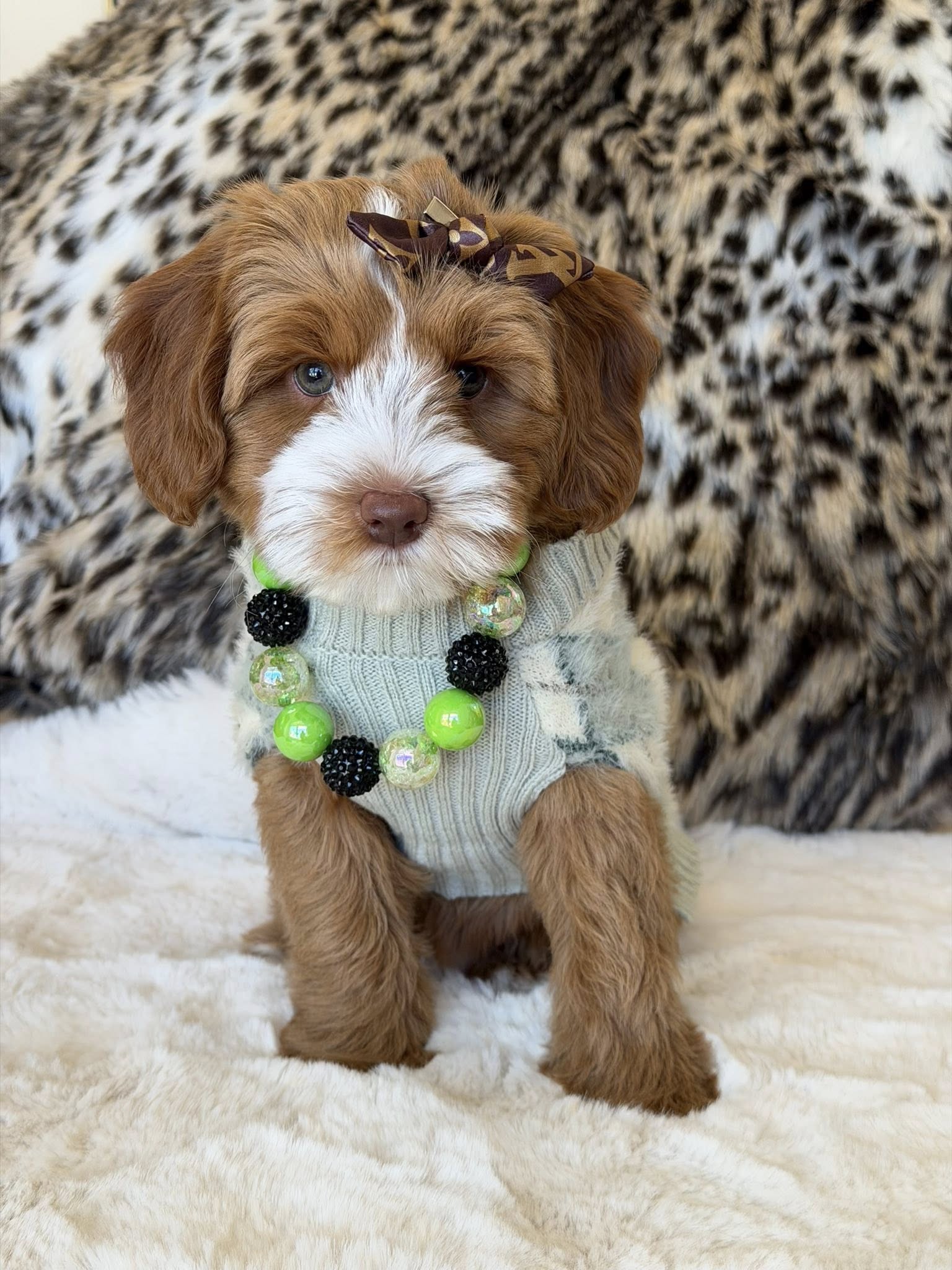 Bark Of The Town La Plata