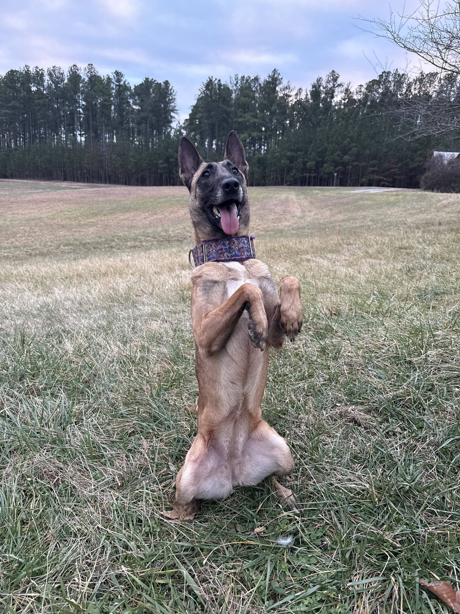 Ridge Kennels LLC La Plata