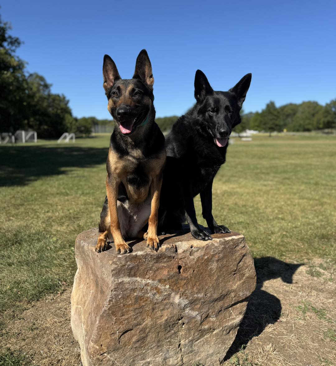 K-9 Kollege Of Maryland Headquarters La Vale