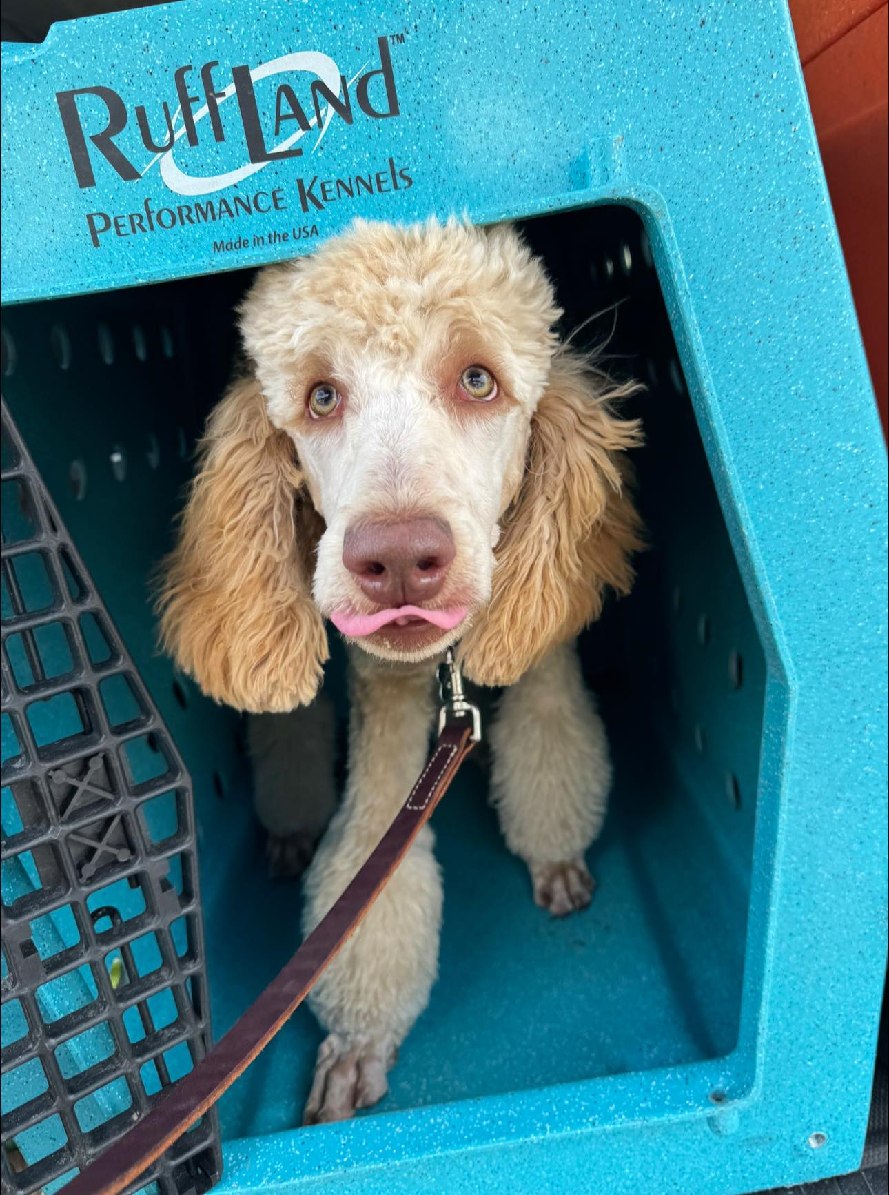 K-9 Kollege Of Maryland Headquarters La Vale