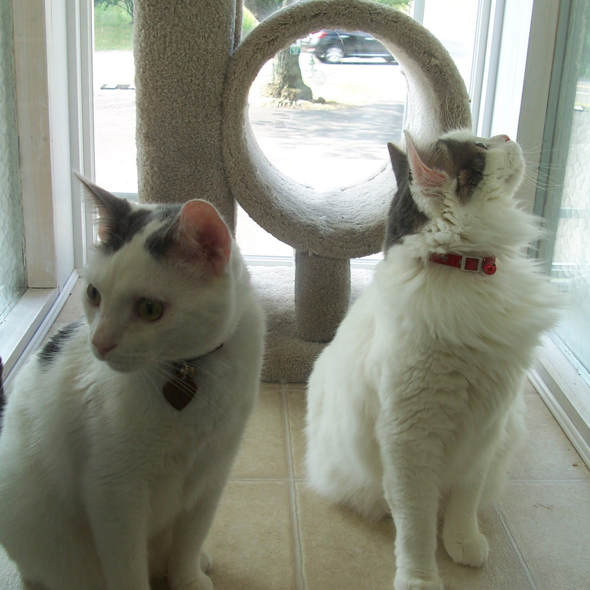 A.P.A.W. Veterinary Hospital & Wellness Center Lanham