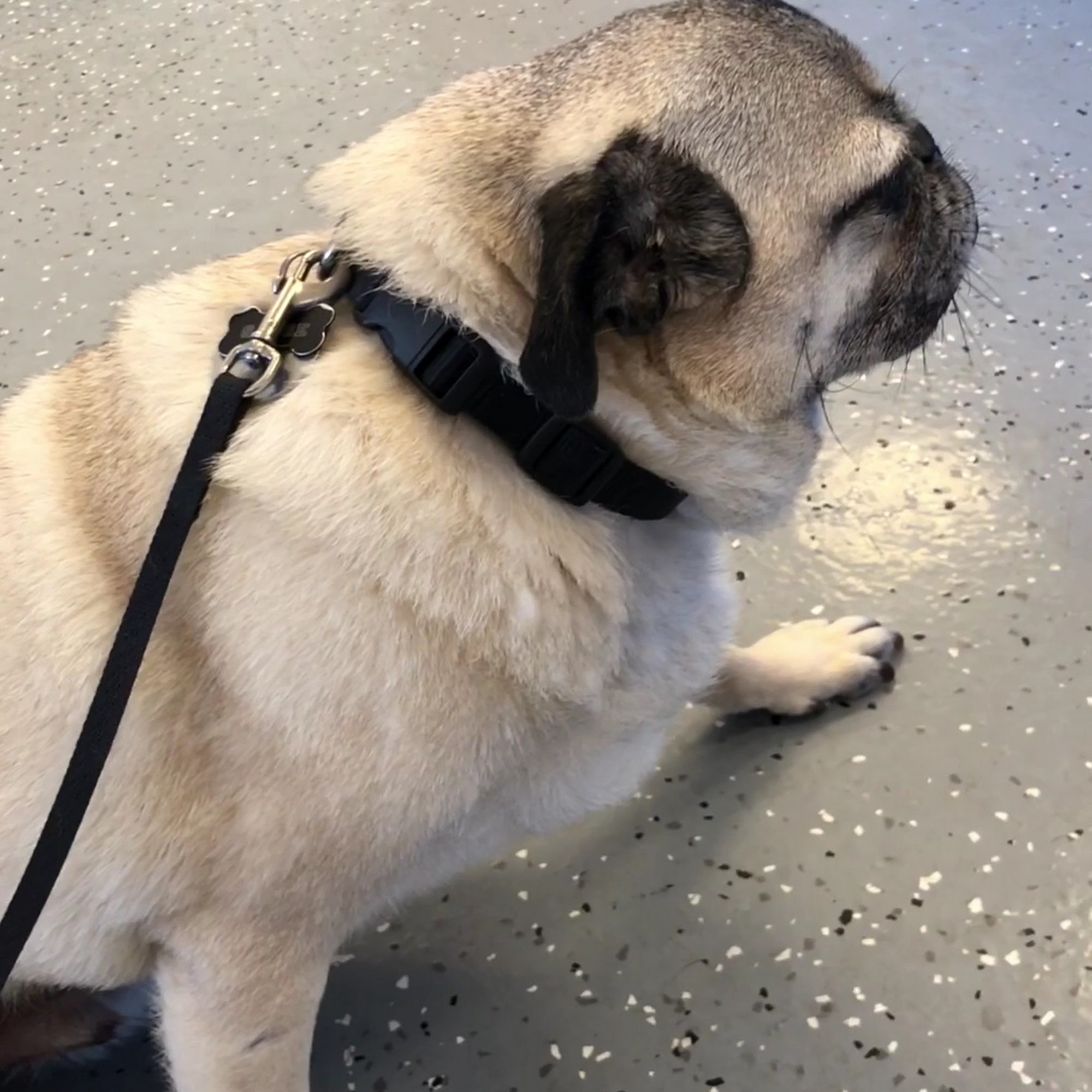 Spay Now Laurel Animal Surgery Clinic Laurel