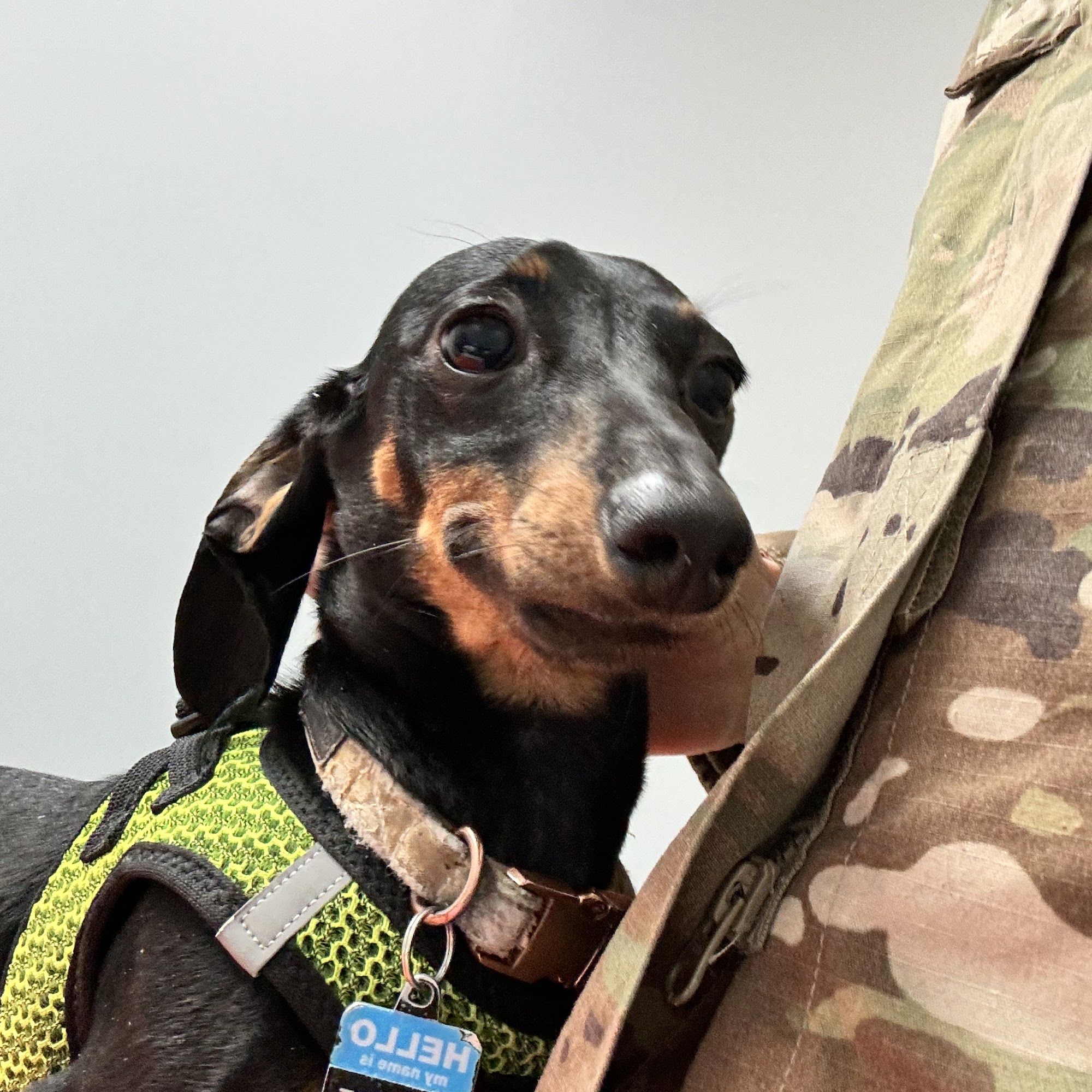 North Laurel Animal Hospital Laurel