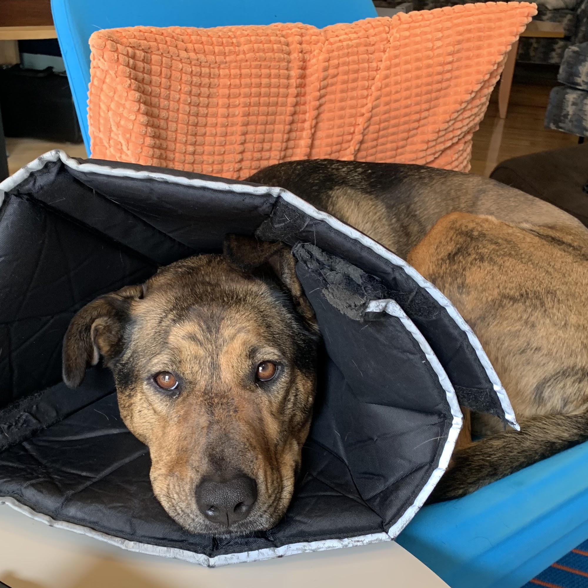 Rocky Gorge Animal Hospital, Resort & Spa Laurel