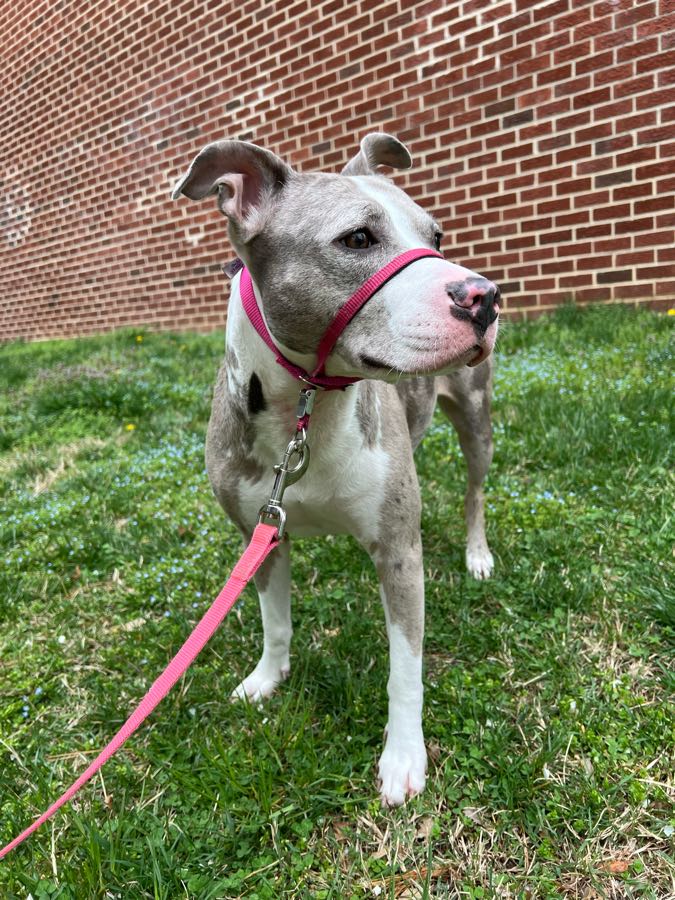 Prance Around Pet Services, Inc. Laurel