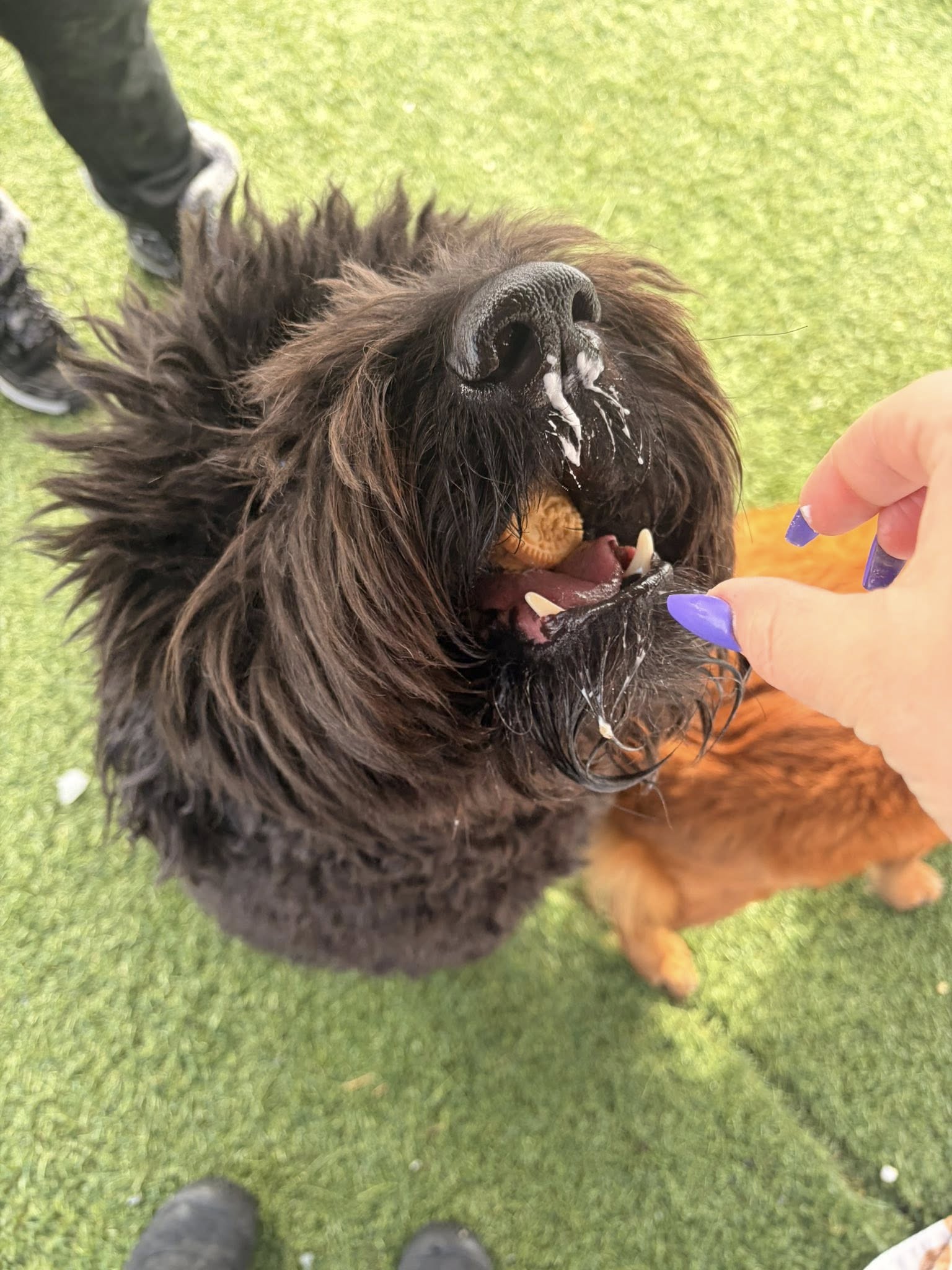 The Pet Lodge Maryland Leonardtown