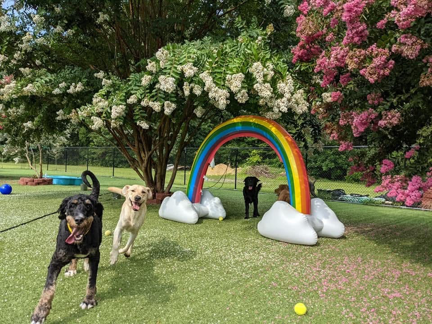 The Pet Lodge Maryland Leonardtown