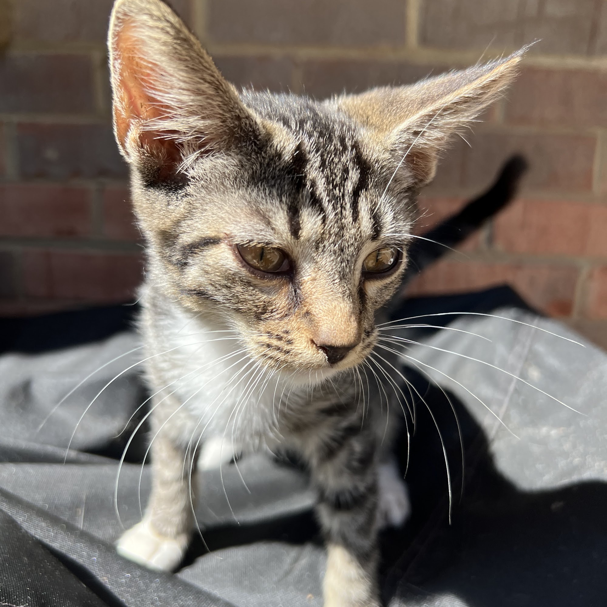 Well Pet Clinic Lexington Park