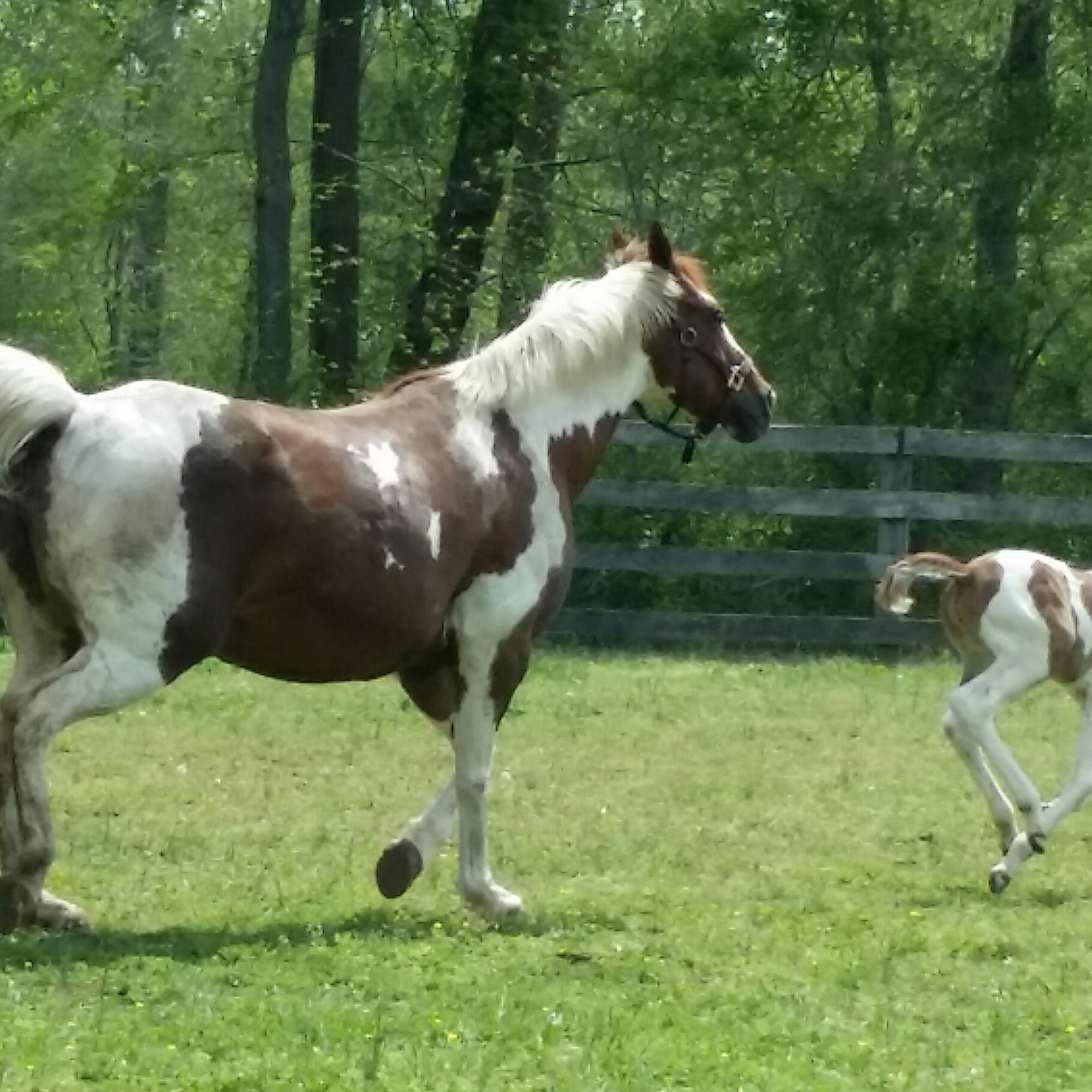 Wolf Creek Equine Lothian