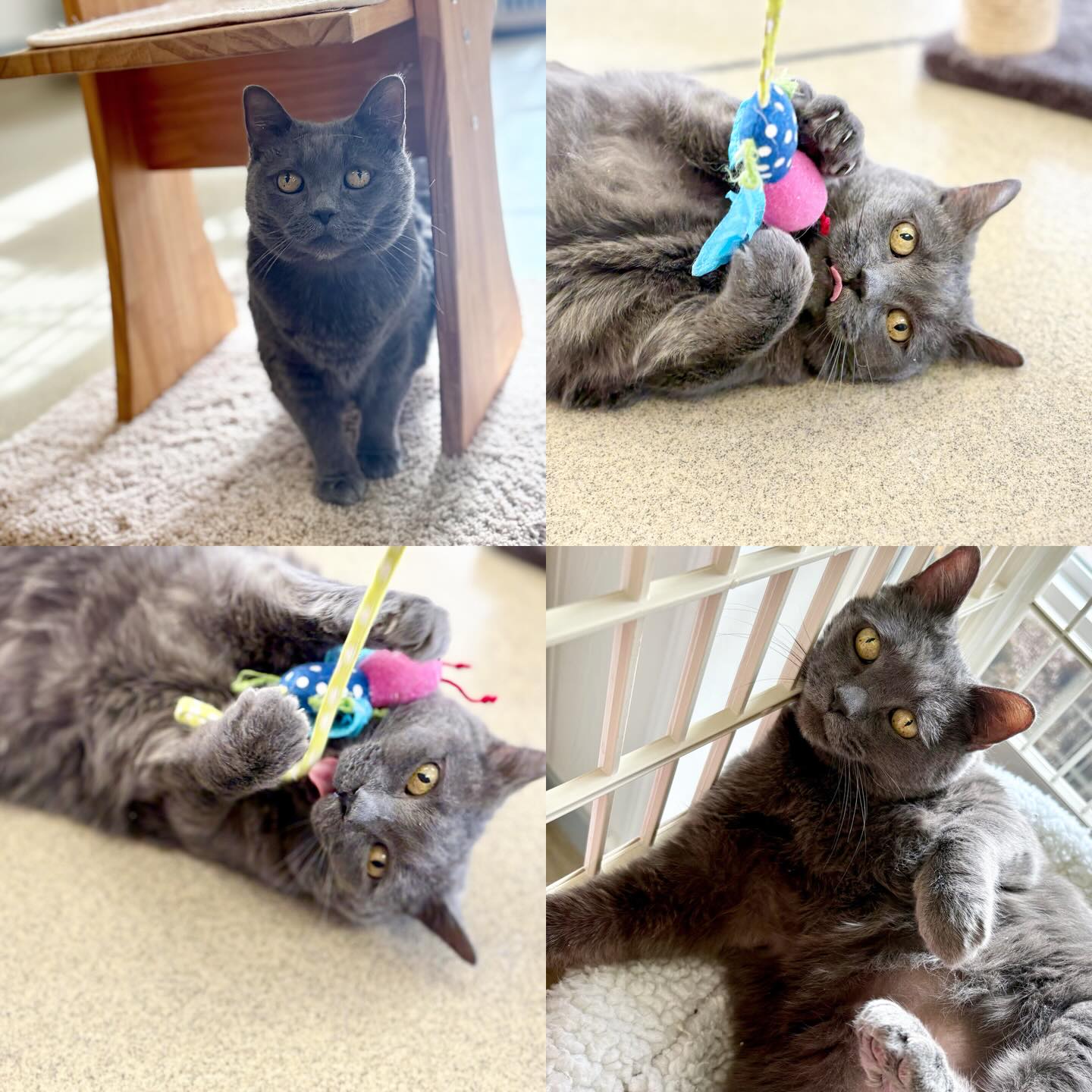 Perfect Pet Resort Lothian