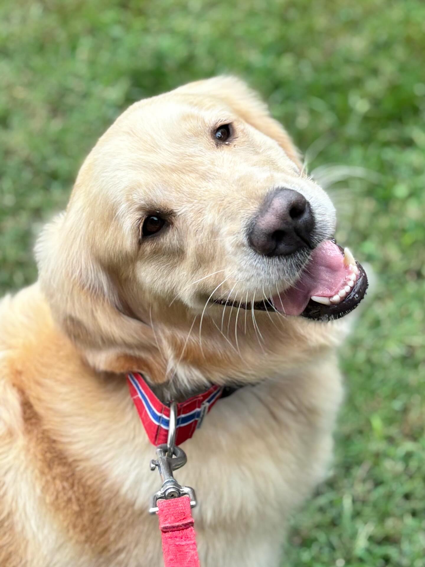 Perfect Pet Resort Lothian