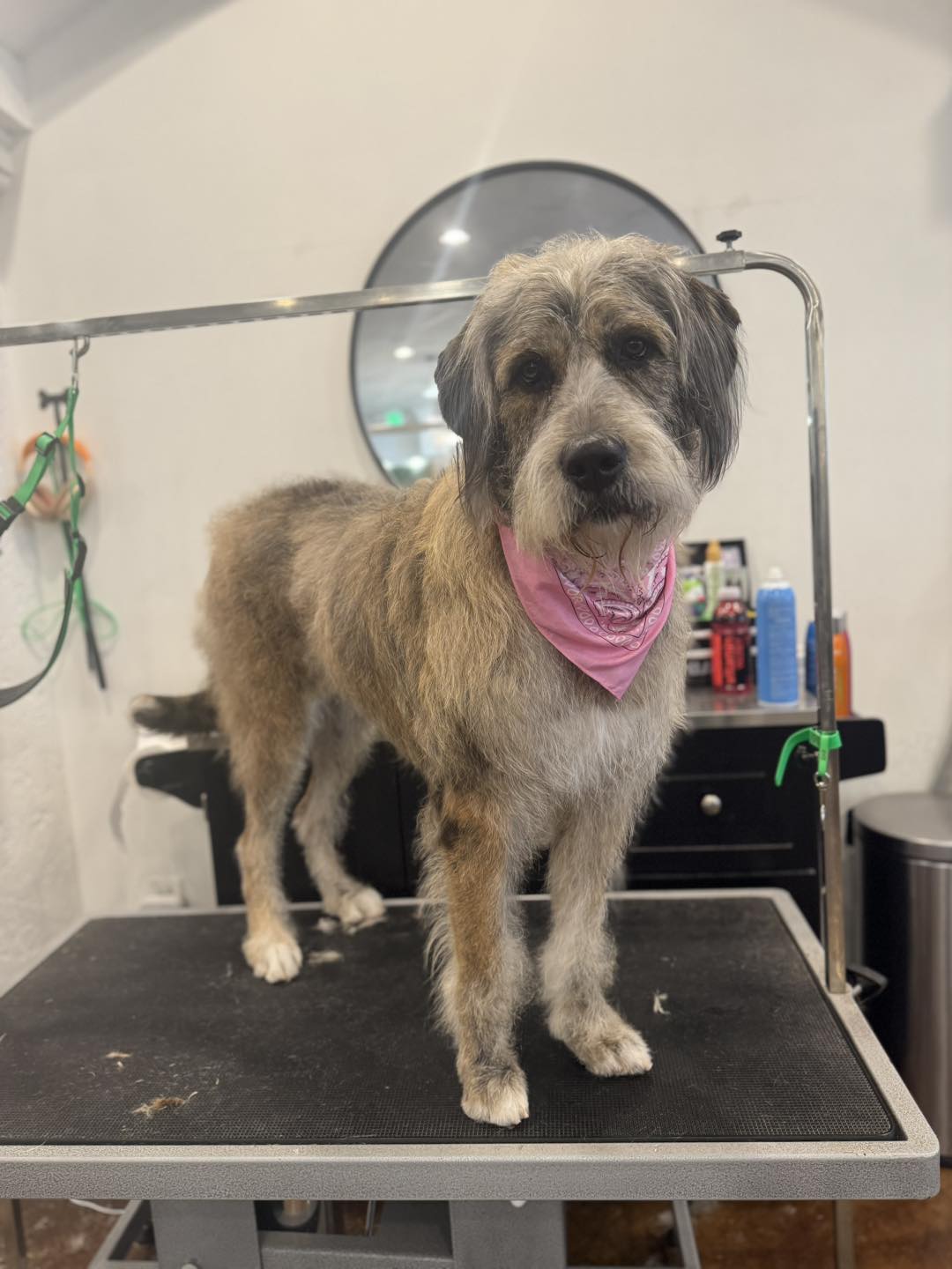 Bark & Bath Pet Salon Lusby