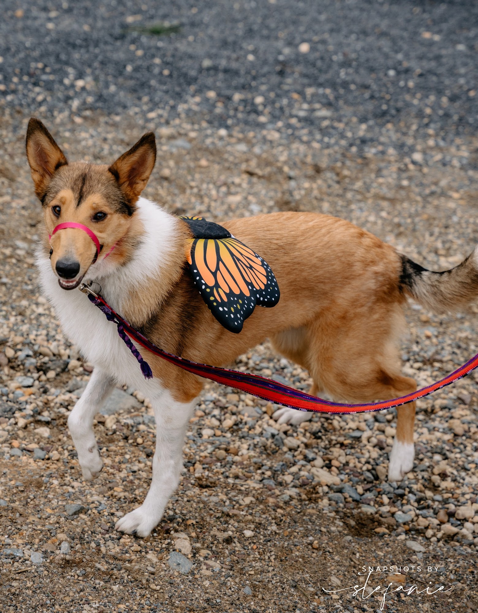 Breakfast at Sniffany’s Menu