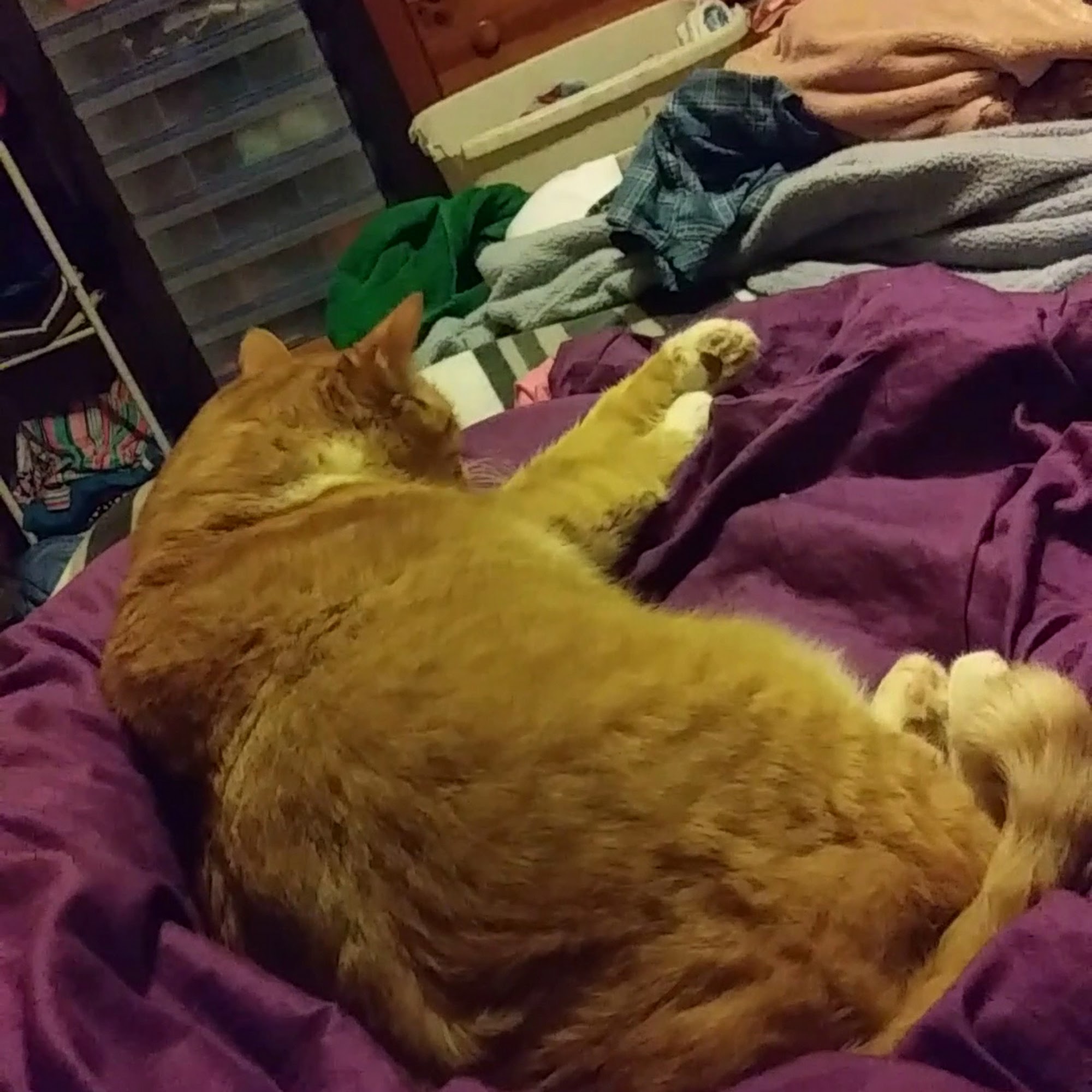 Manchester Veterinary Services Manchester