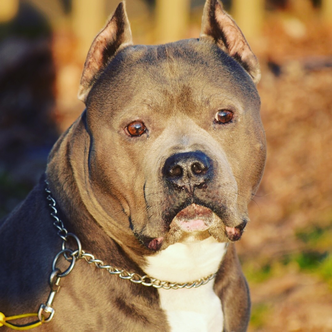 Lil' Country Grooming Shop Manchester