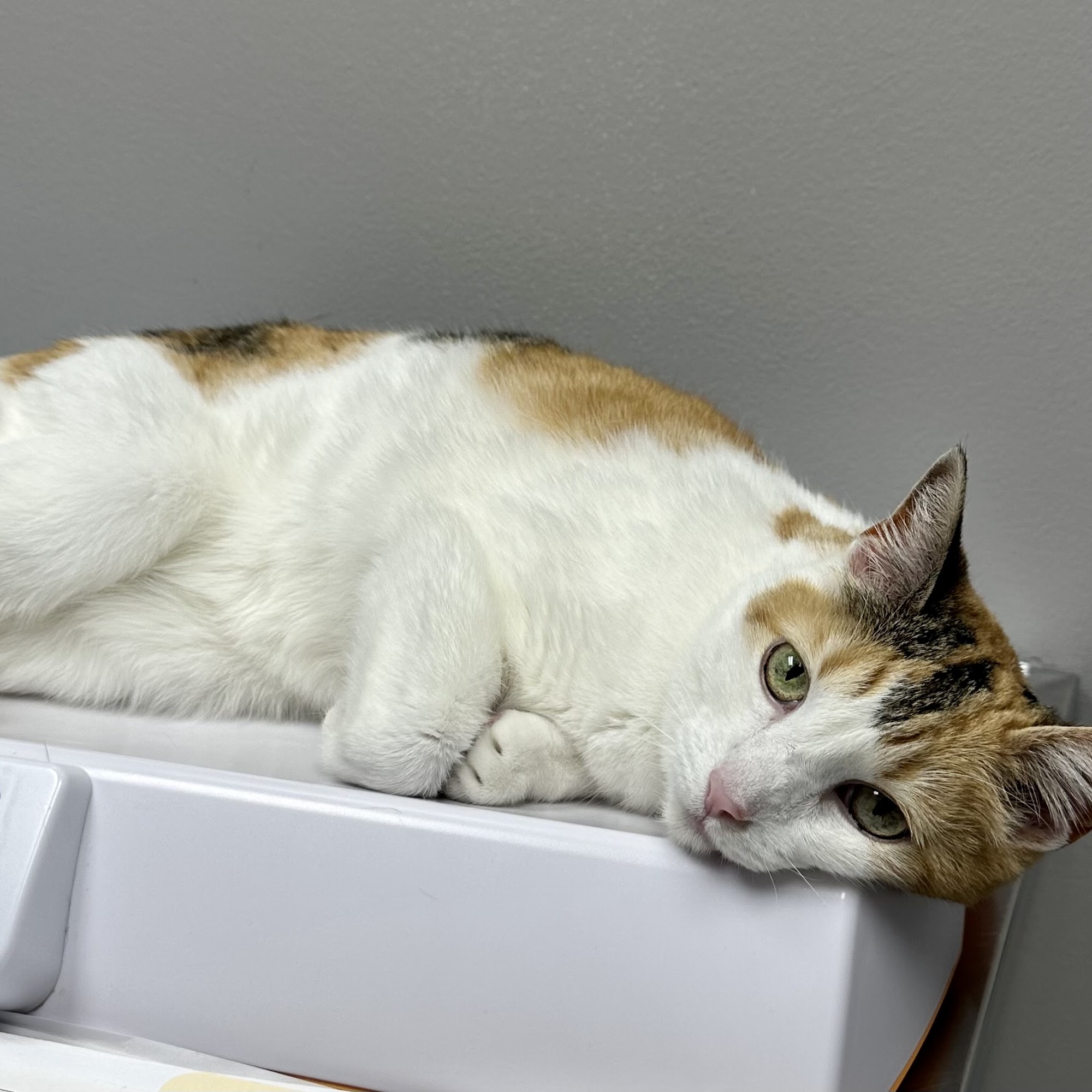 Middletown Veterinary Clinic Middletown