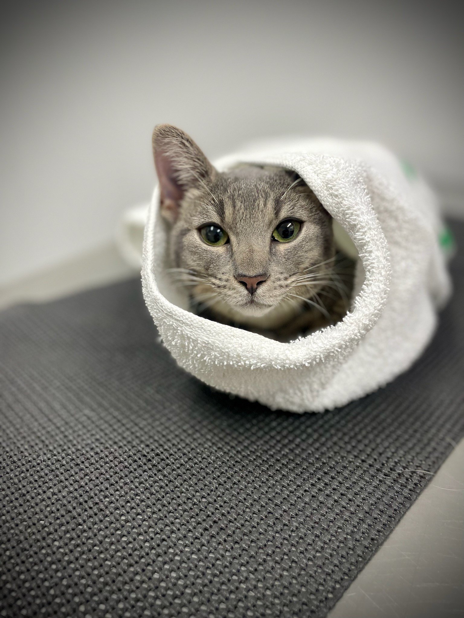 Valley Veterinary Hospital Middletown