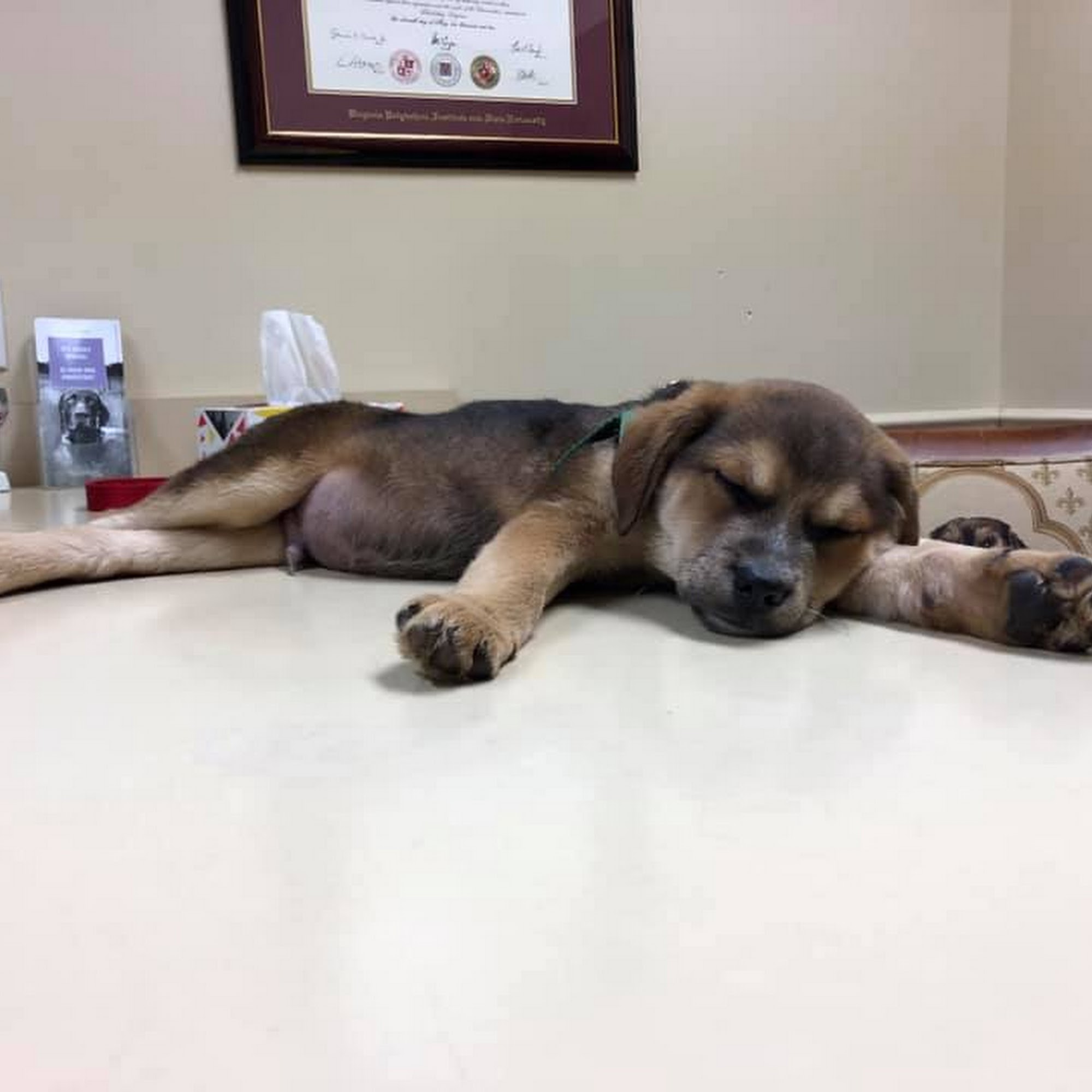 Millersville Animal Hospital Millersville