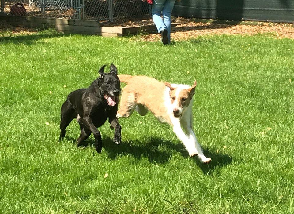 Fieldstone Animal Inn Millersville