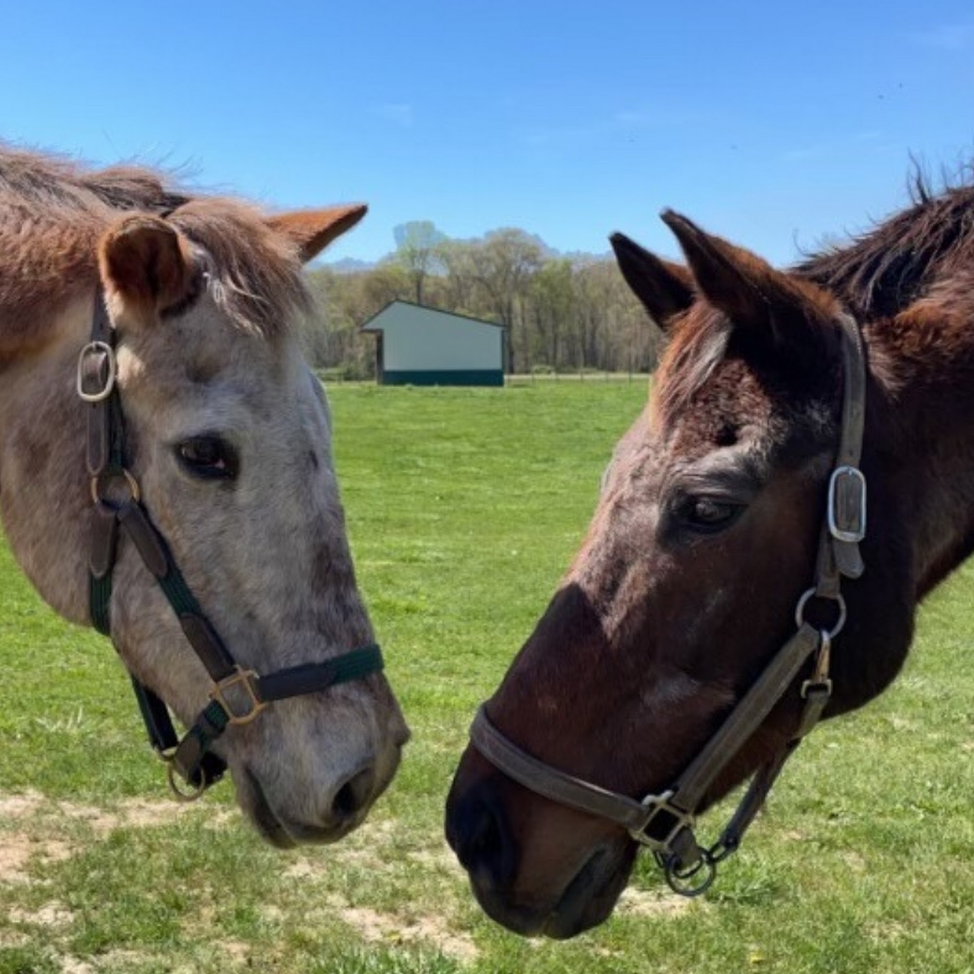 Kent Veterinary Center Millington