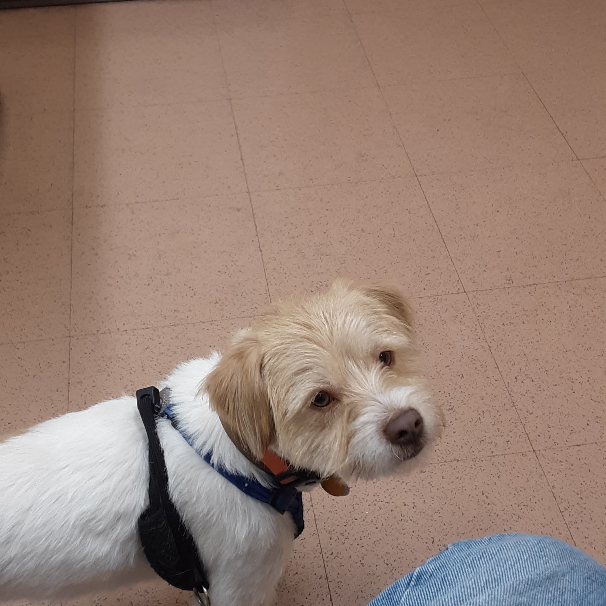 Taylorsville Veterinary Clinic Mount Airy