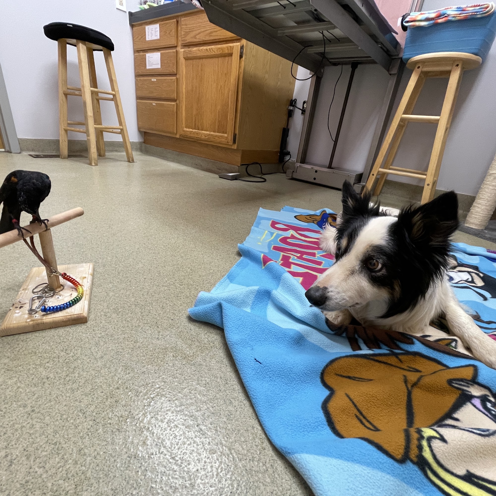 Mount Airy Animal Hospital Mount Airy