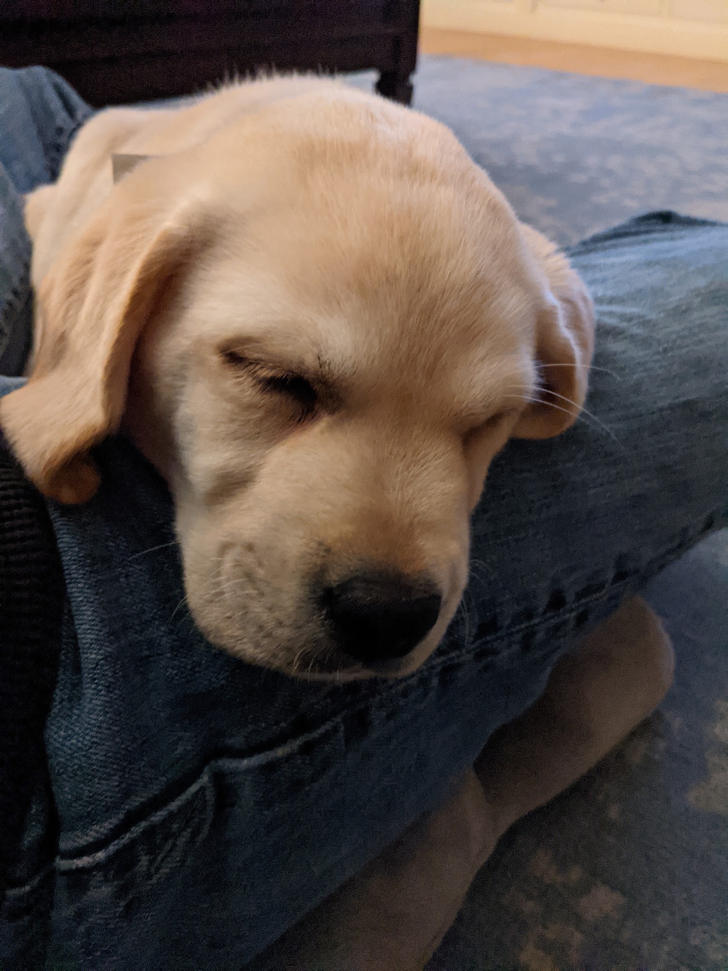 Belquest Kennels and Cattery Mount Airy