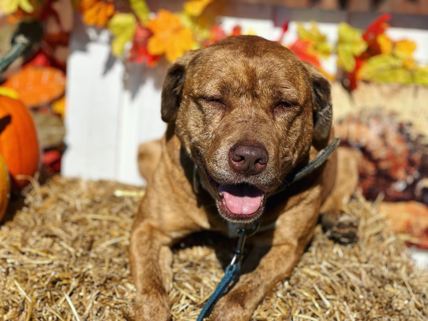 Dreamy Skies Dog Training Mount Airy