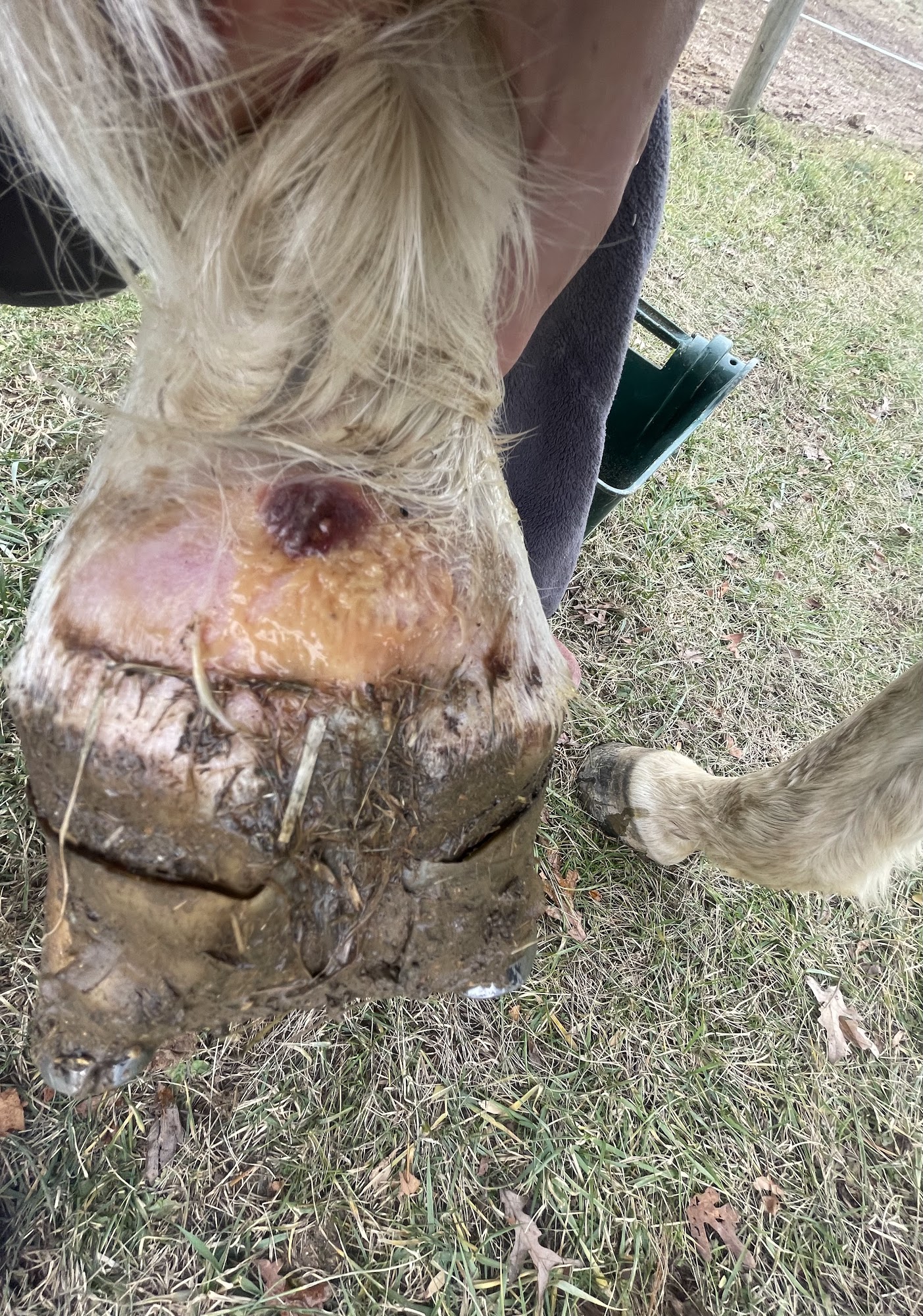 Damascus Equine Associates Mount Airy