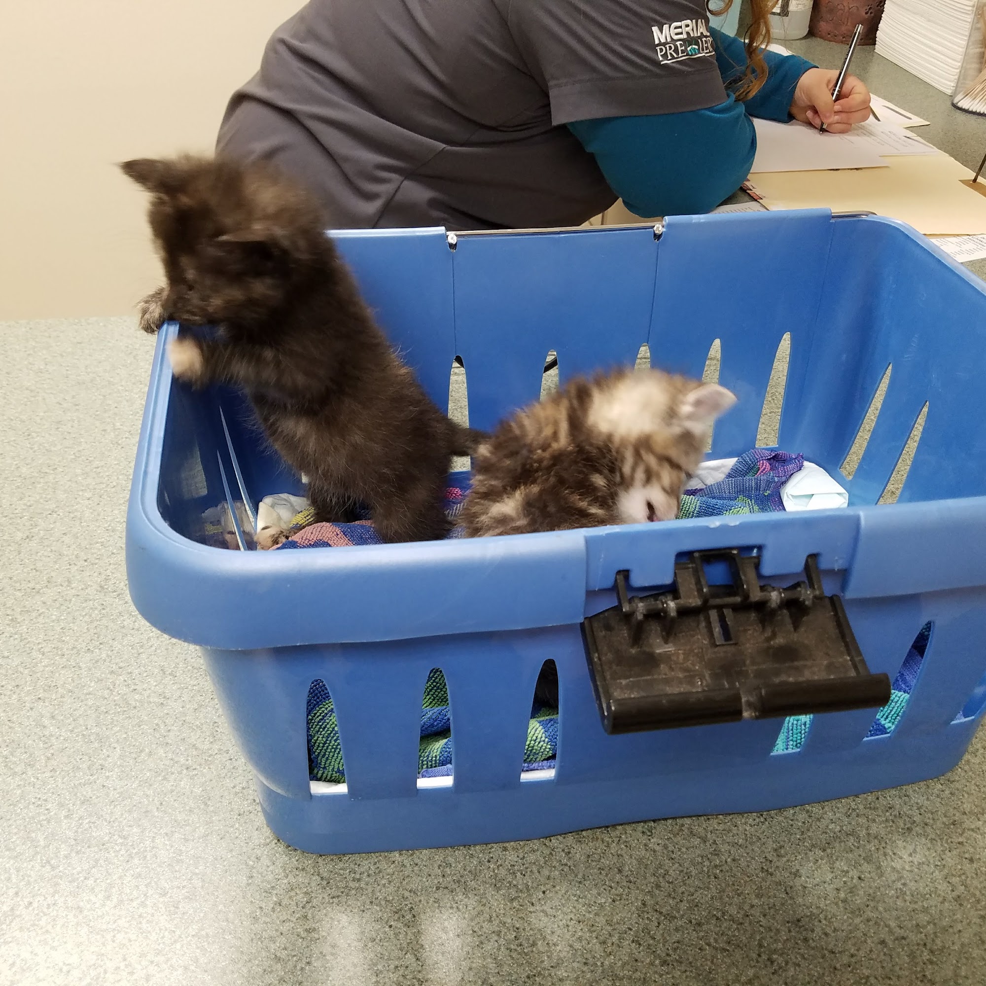 Palmer Animal Hospital Myersville