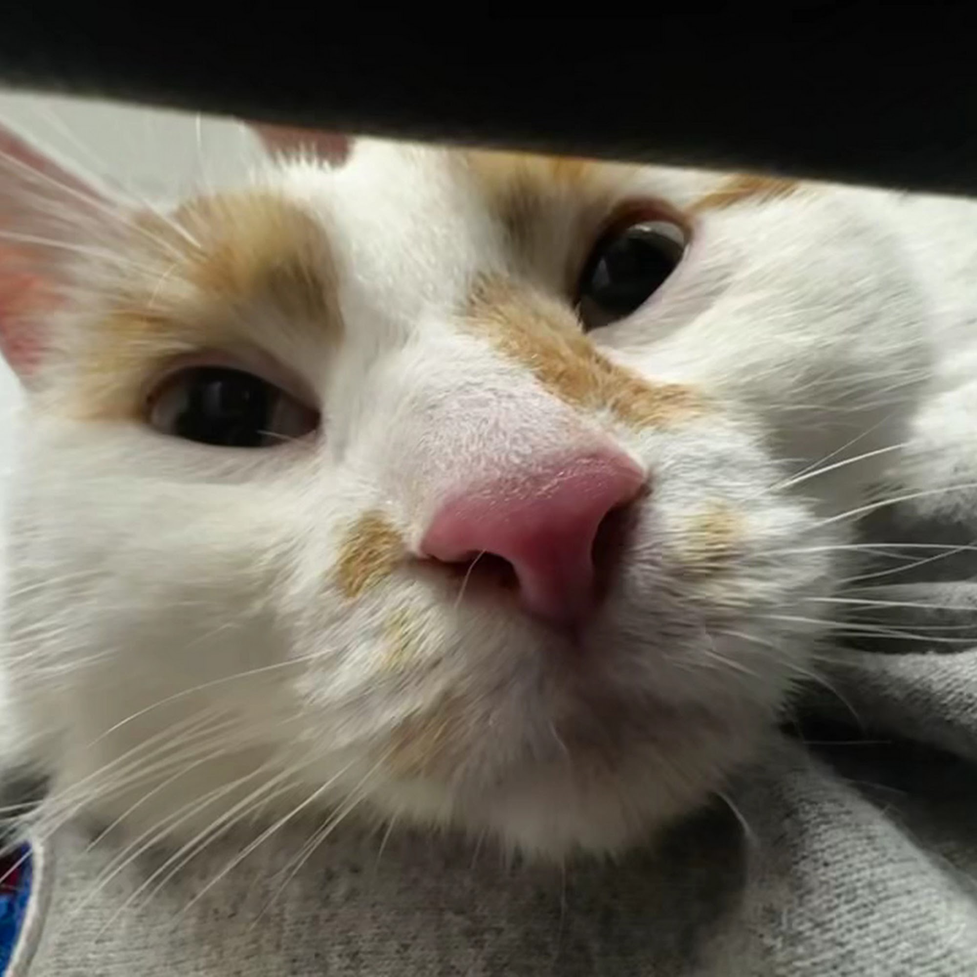 New Market Animal Hospital New Market